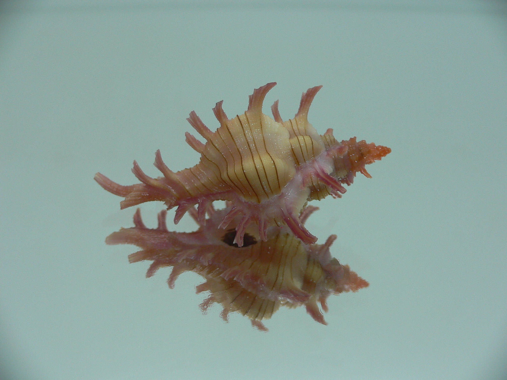 Chicoreus aculeatus IDEAL