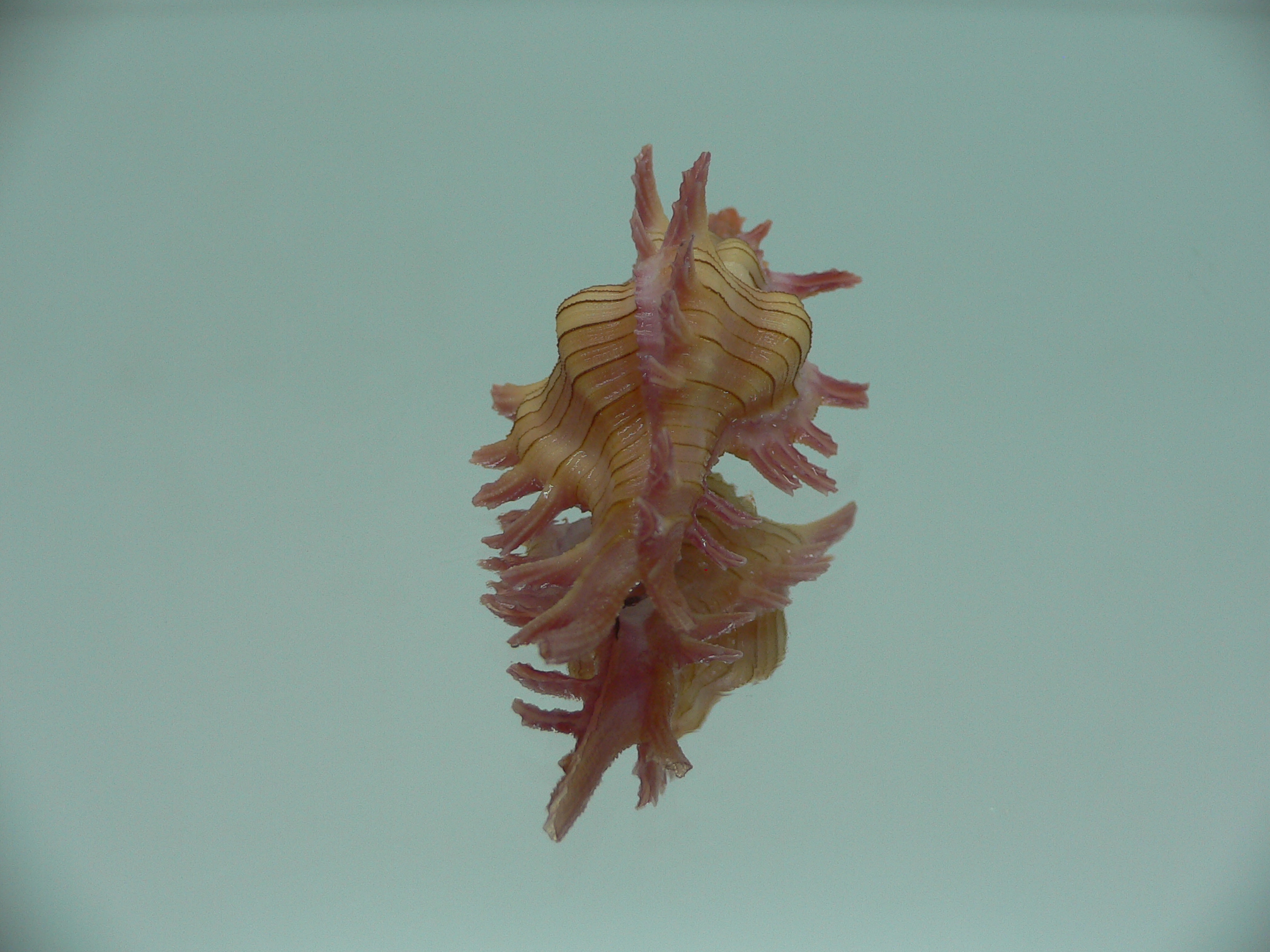 Chicoreus aculeatus IDEAL