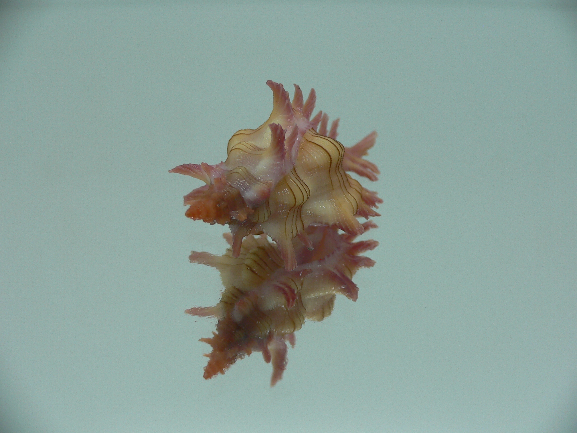 Chicoreus aculeatus IDEAL