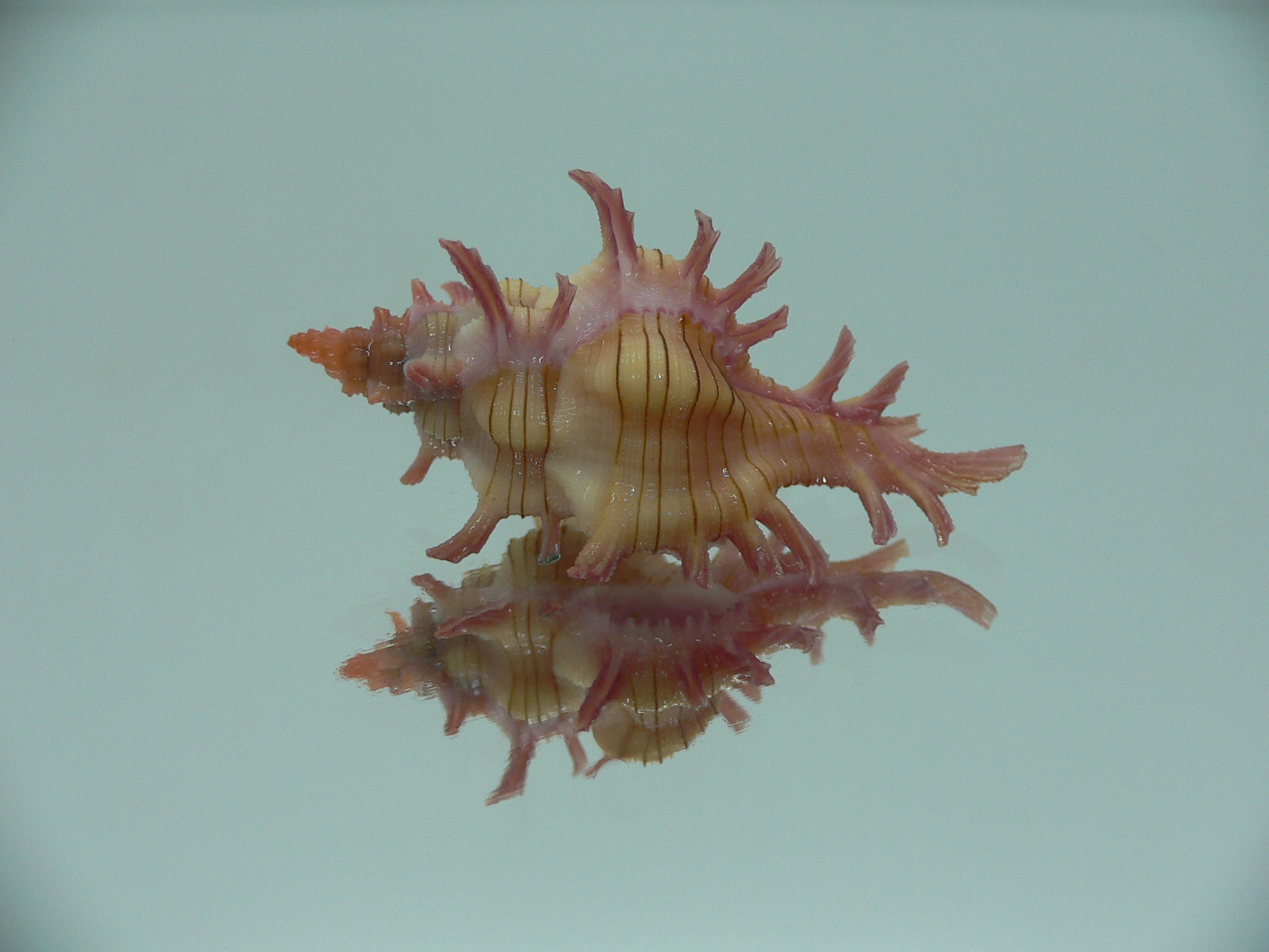 Chicoreus aculeatus IDEAL