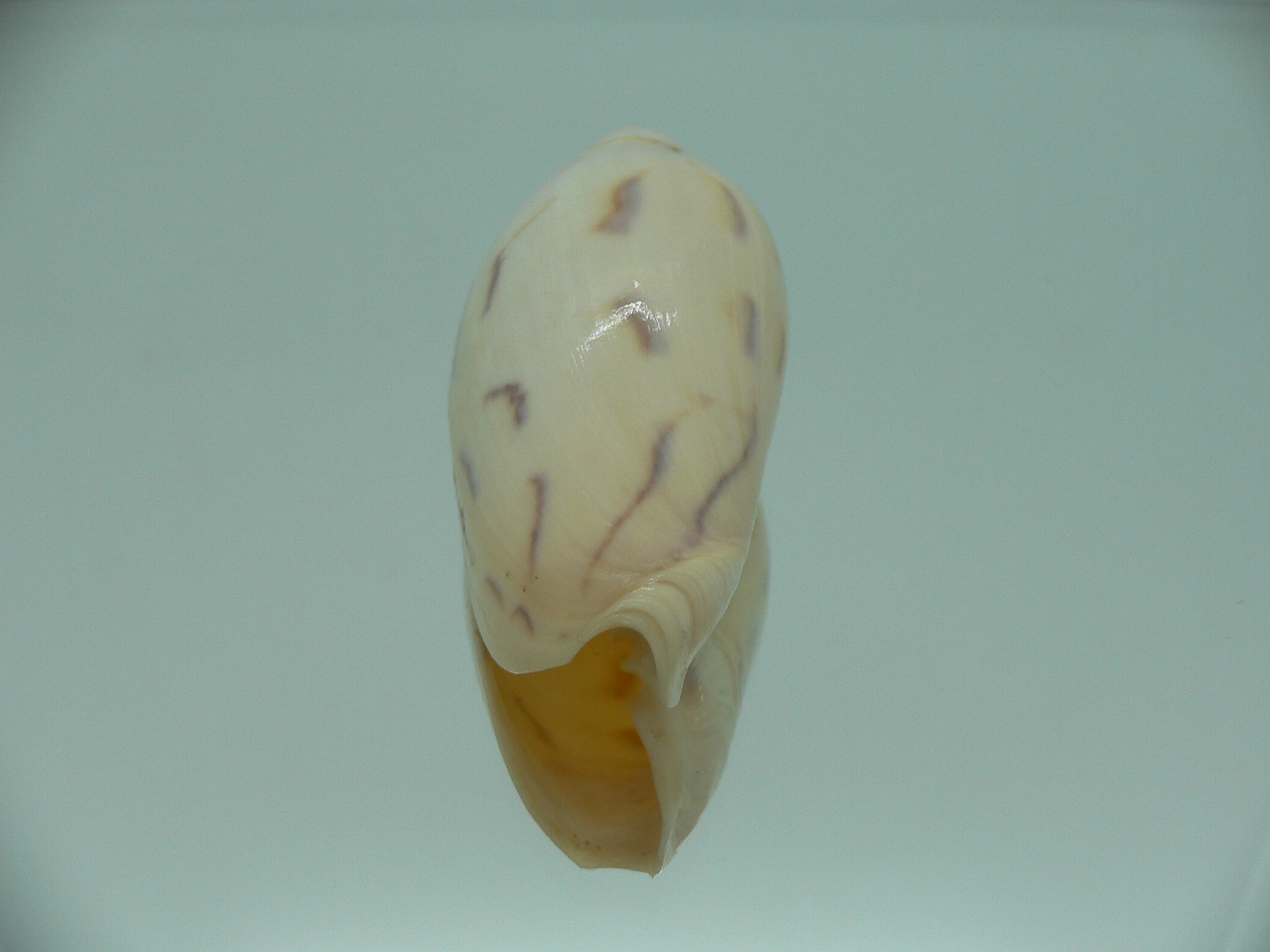 Amoria maculata caroli (var.) BIG
