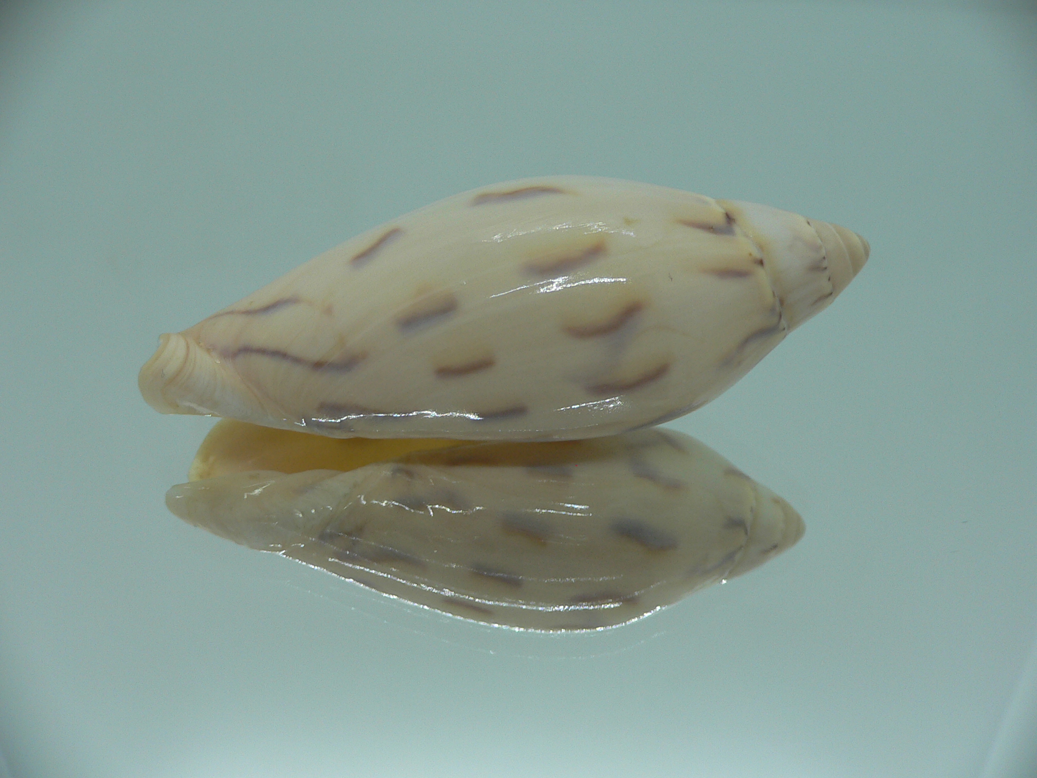 Amoria maculata caroli (var.) BIG