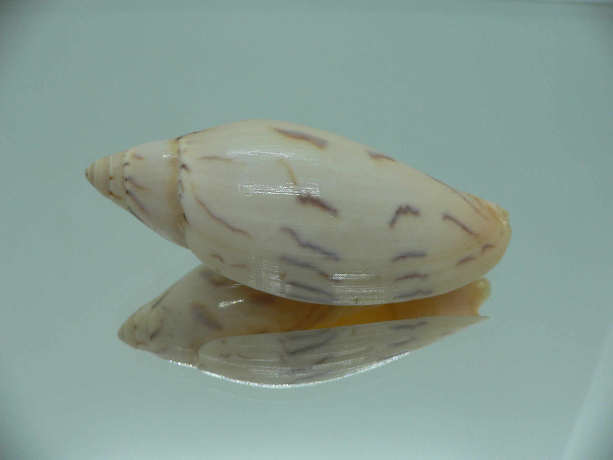 Amoria maculata caroli (var.) BIG