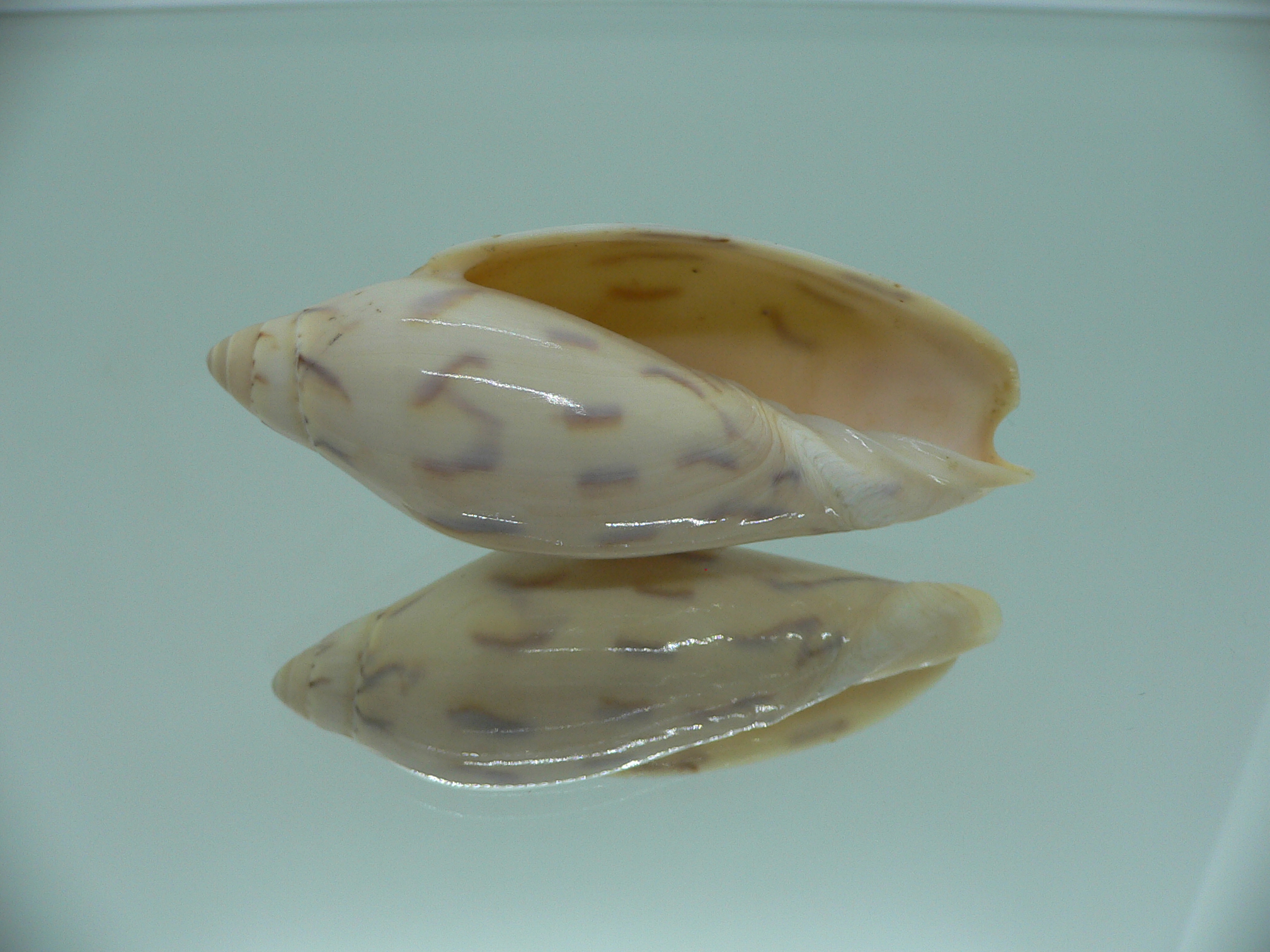 Amoria maculata caroli (var.) BIG
