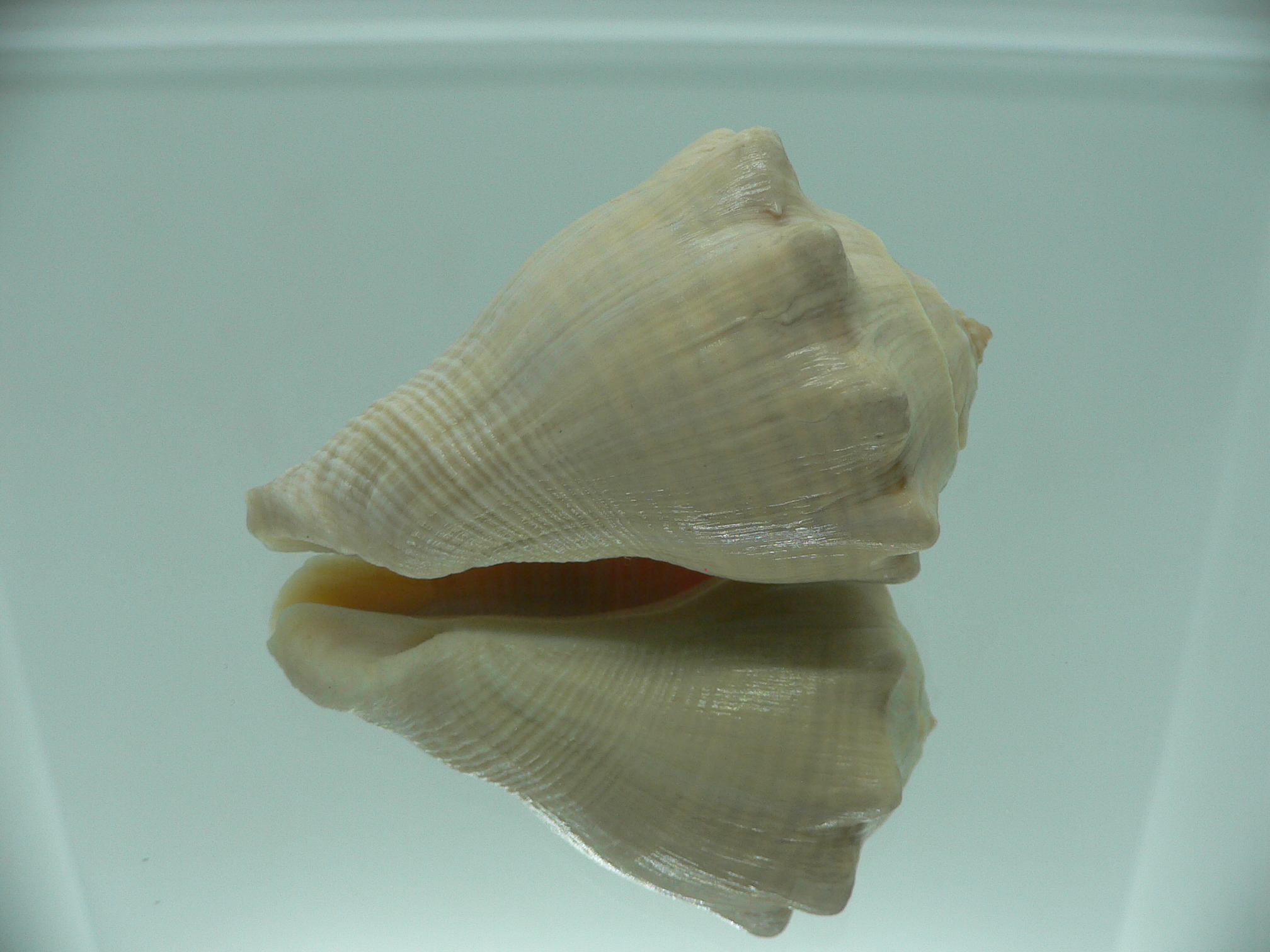 Volema pyrum nodosum