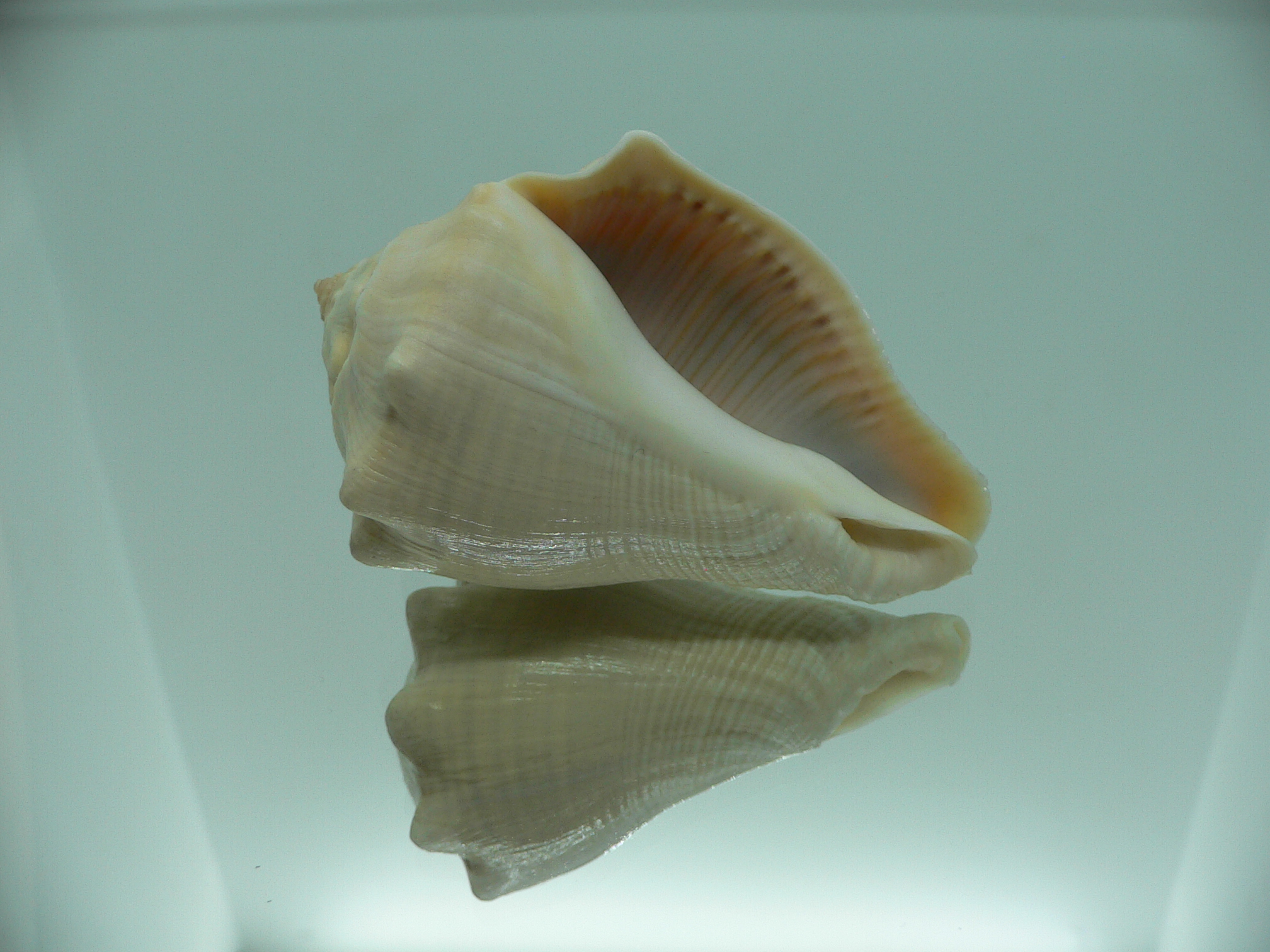 Volema pyrum nodosum