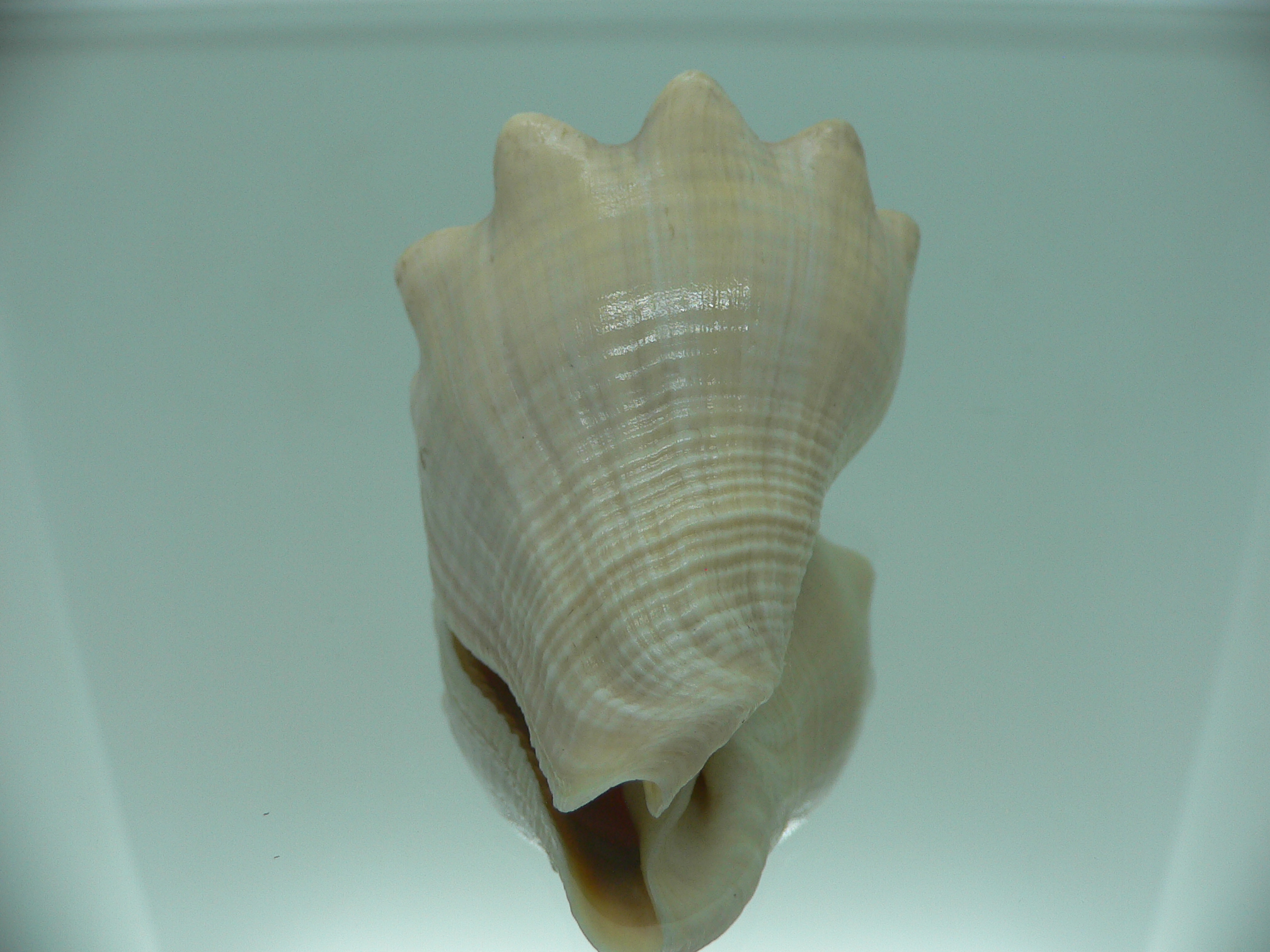 Volema pyrum nodosum