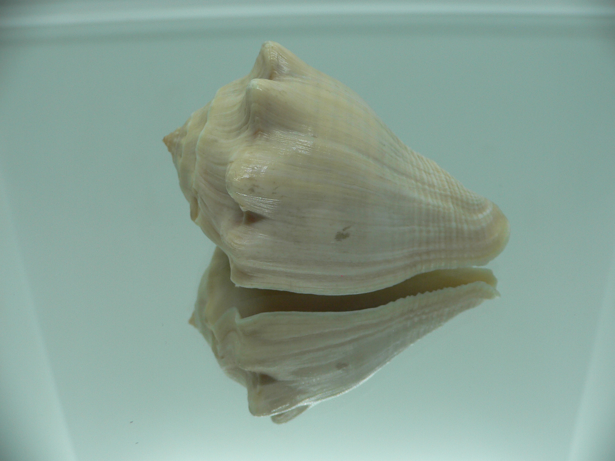 Volema pyrum nodosum