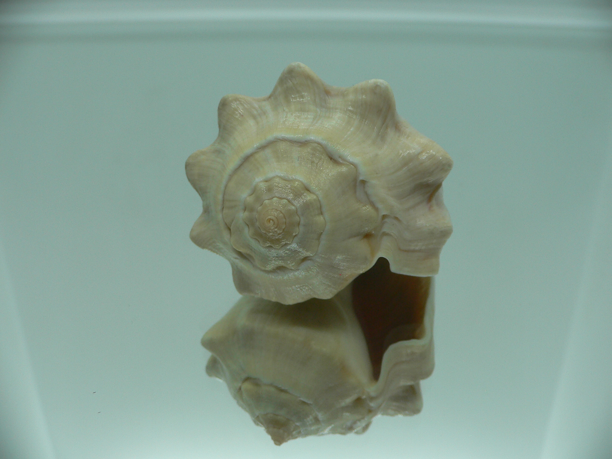 Volema pyrum nodosum