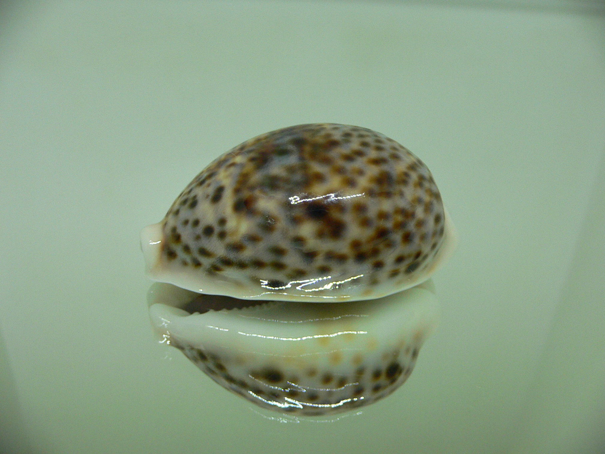 Cypraea pantherina SP. BEAUTIFUL DWARF