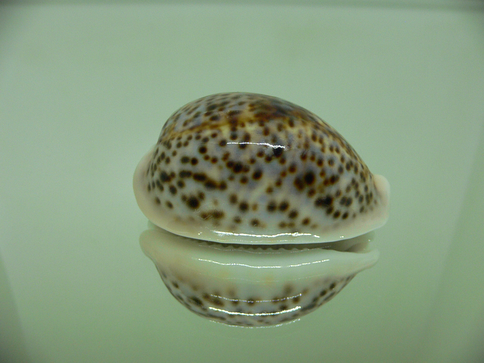 Cypraea pantherina SP. BEAUTIFUL DWARF