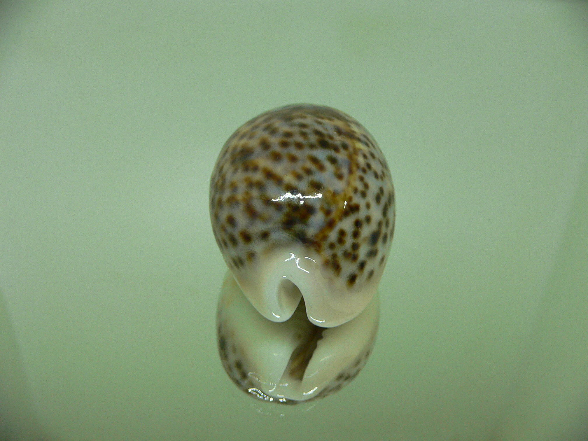 Cypraea pantherina SP. BEAUTIFUL DWARF