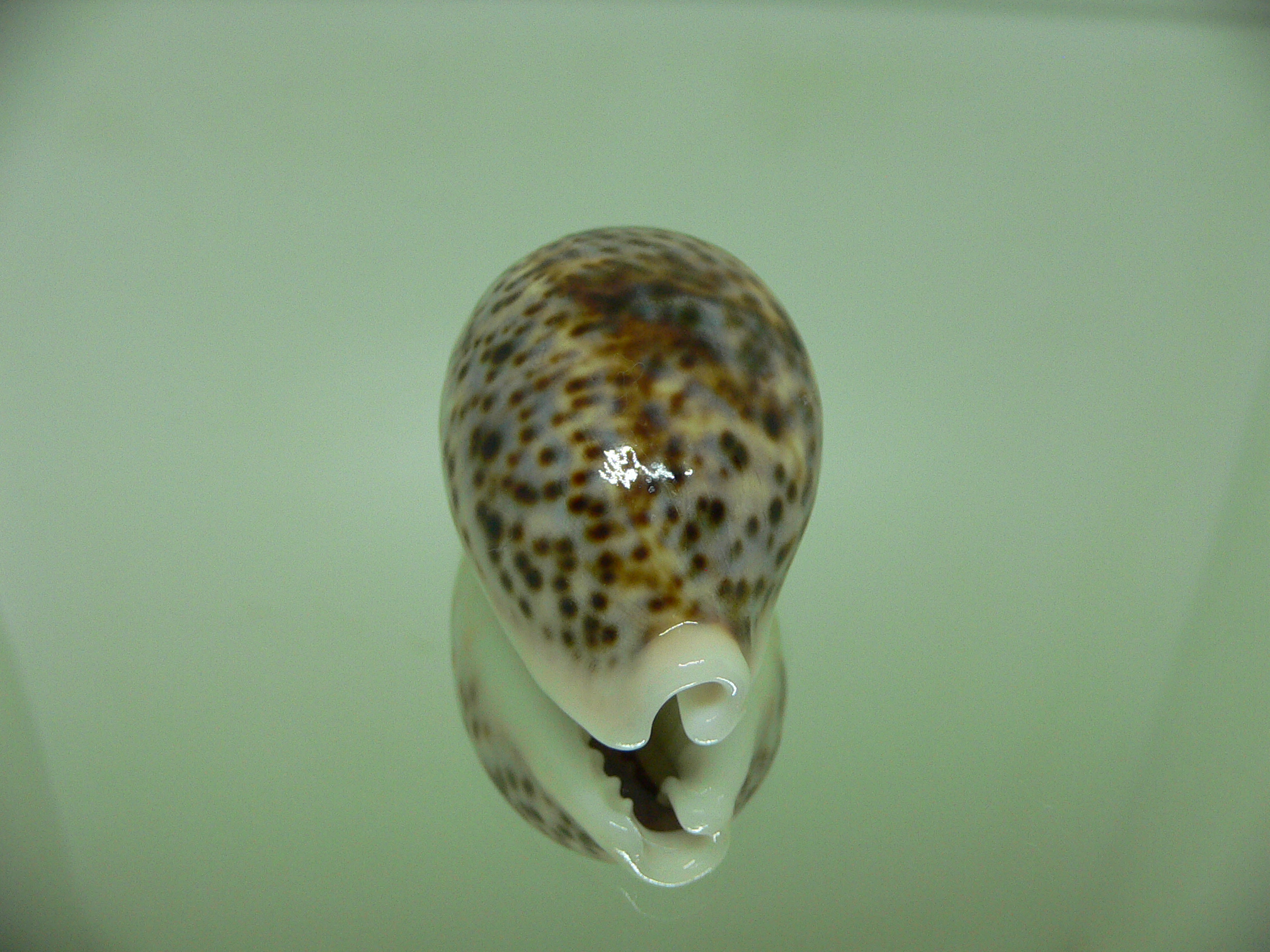 Cypraea pantherina SP. BEAUTIFUL DWARF