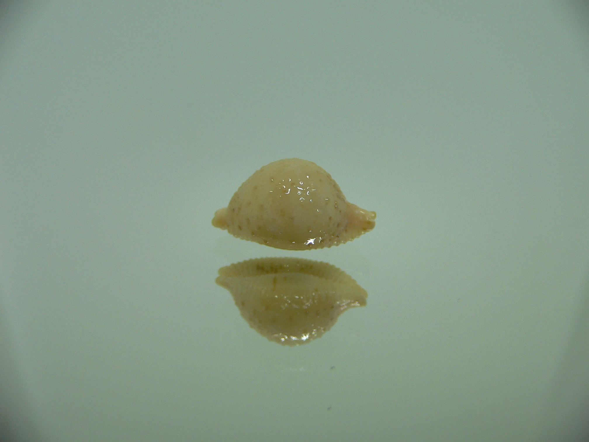 Cypraea cicercula tricornis SUPER