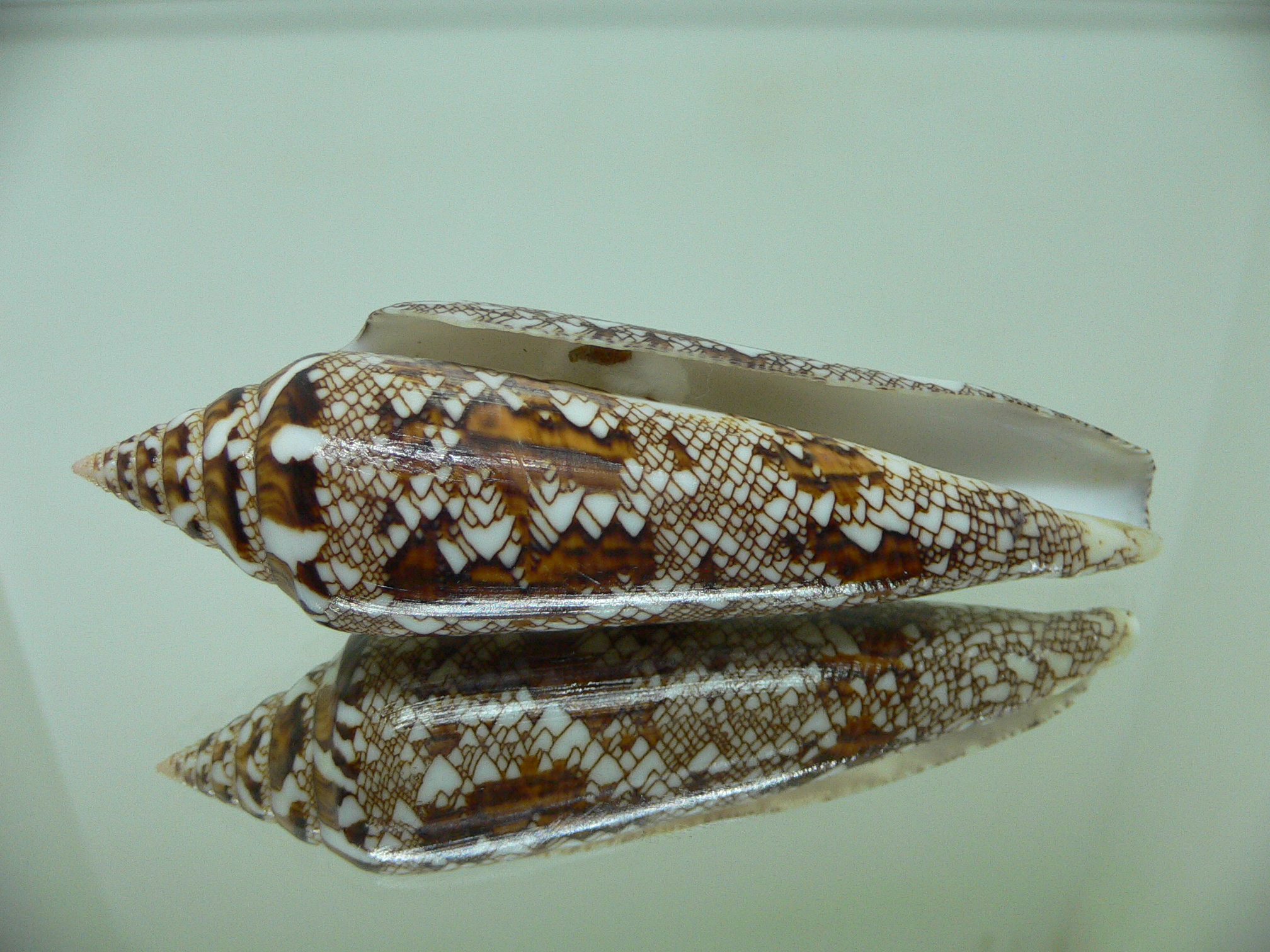 Conus bengalensis IDEAL