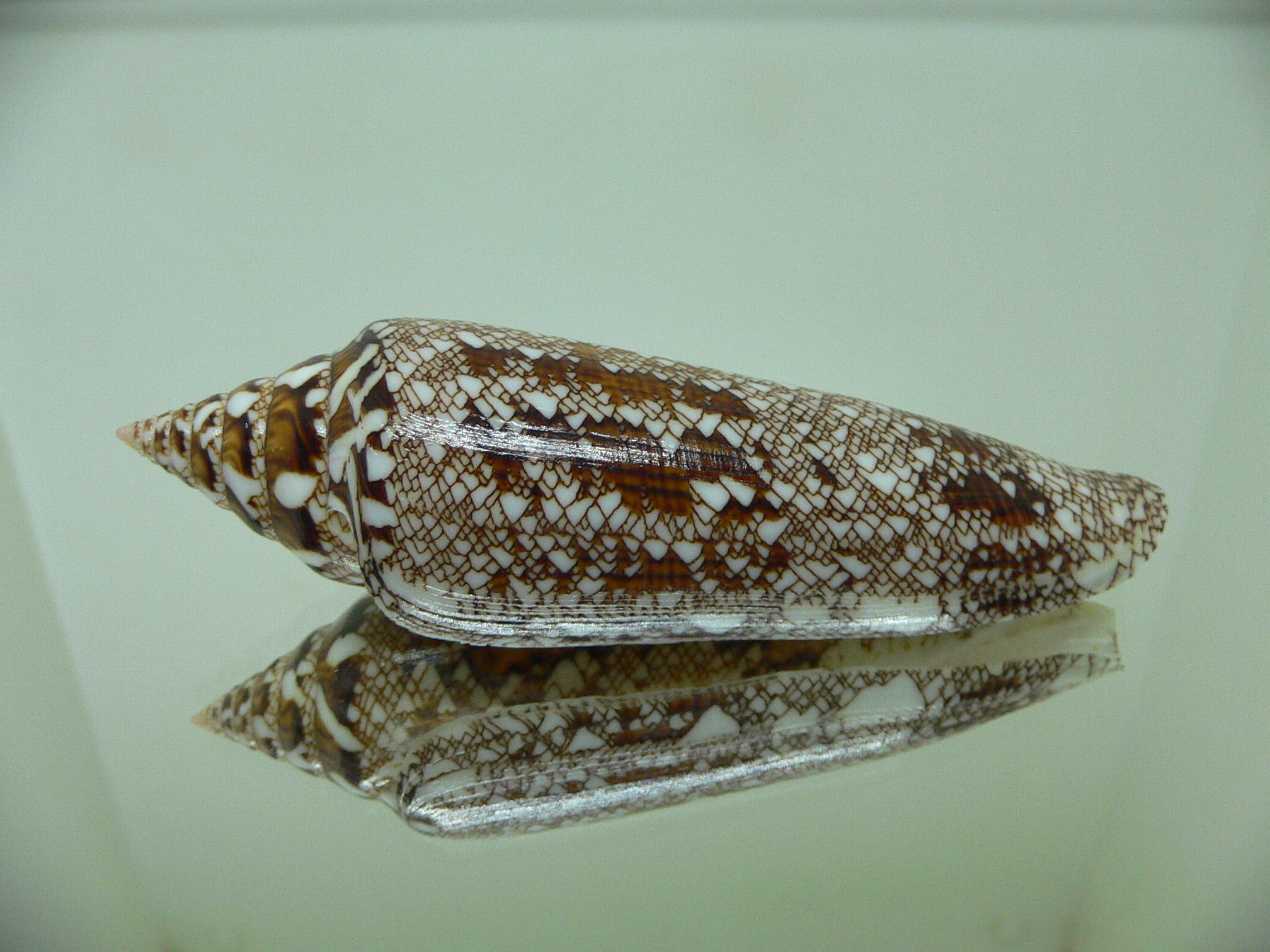 Conus bengalensis IDEAL