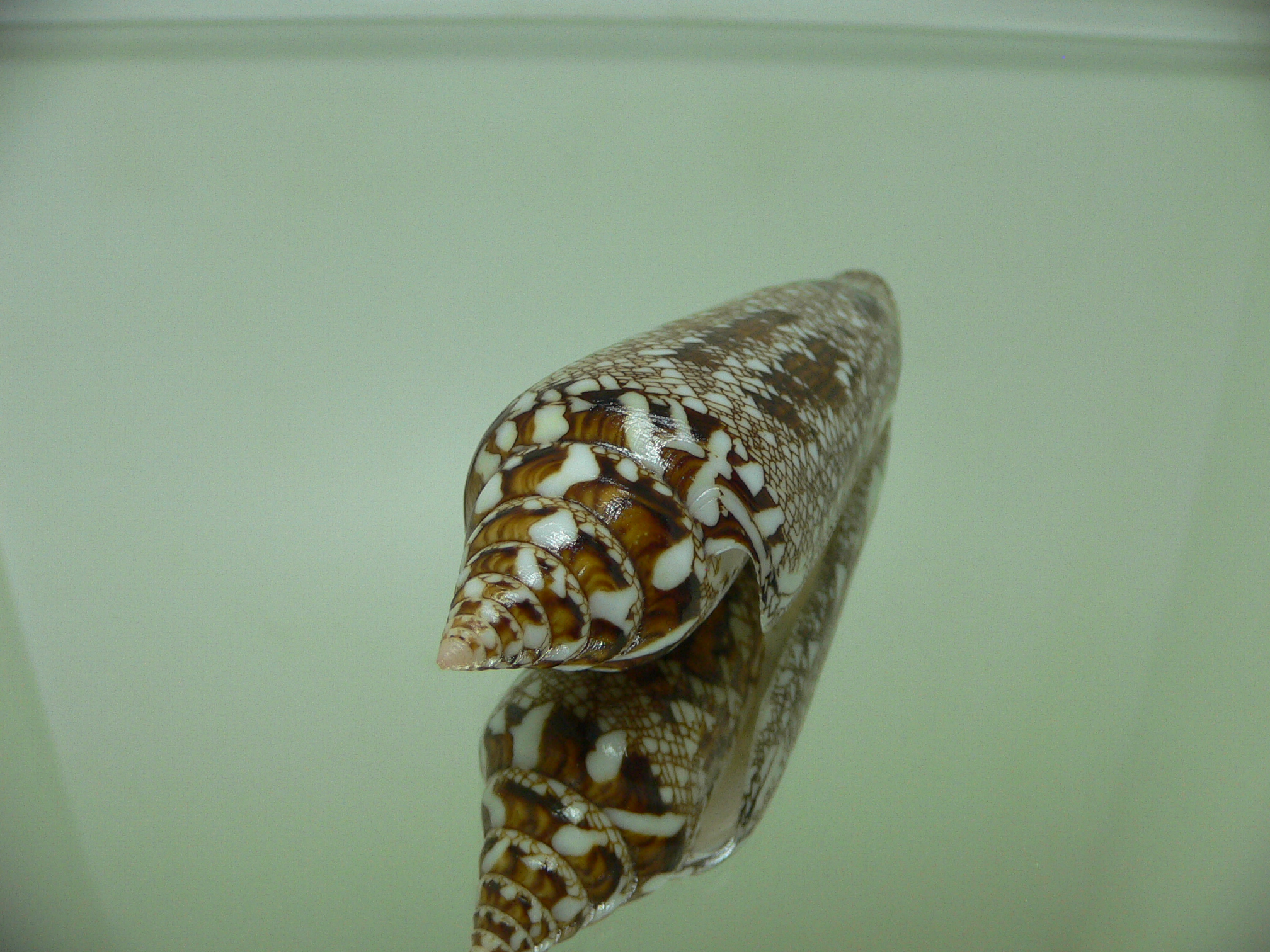 Conus bengalensis IDEAL