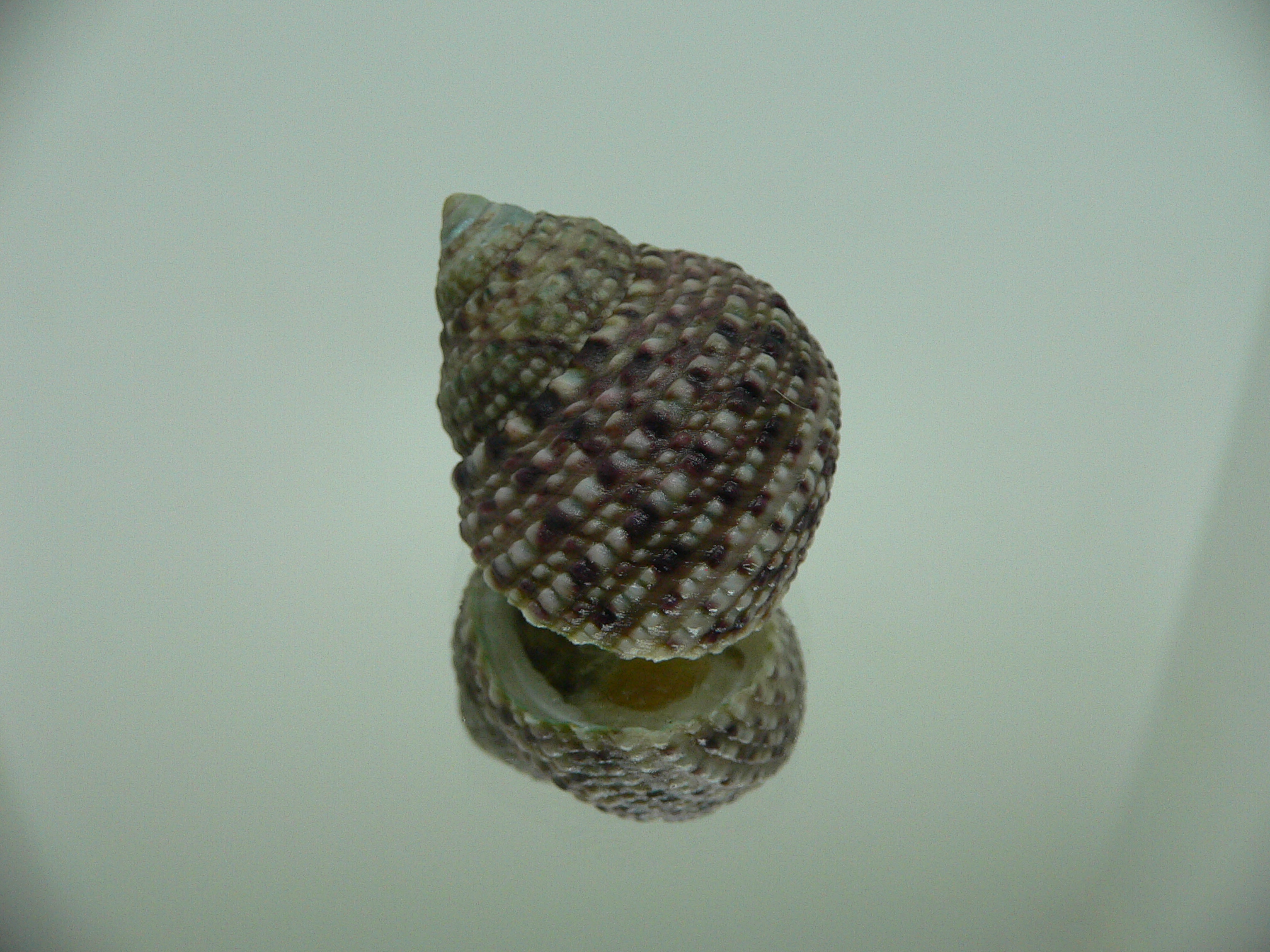 Monodonta labio labio MOTLEY & LILAC