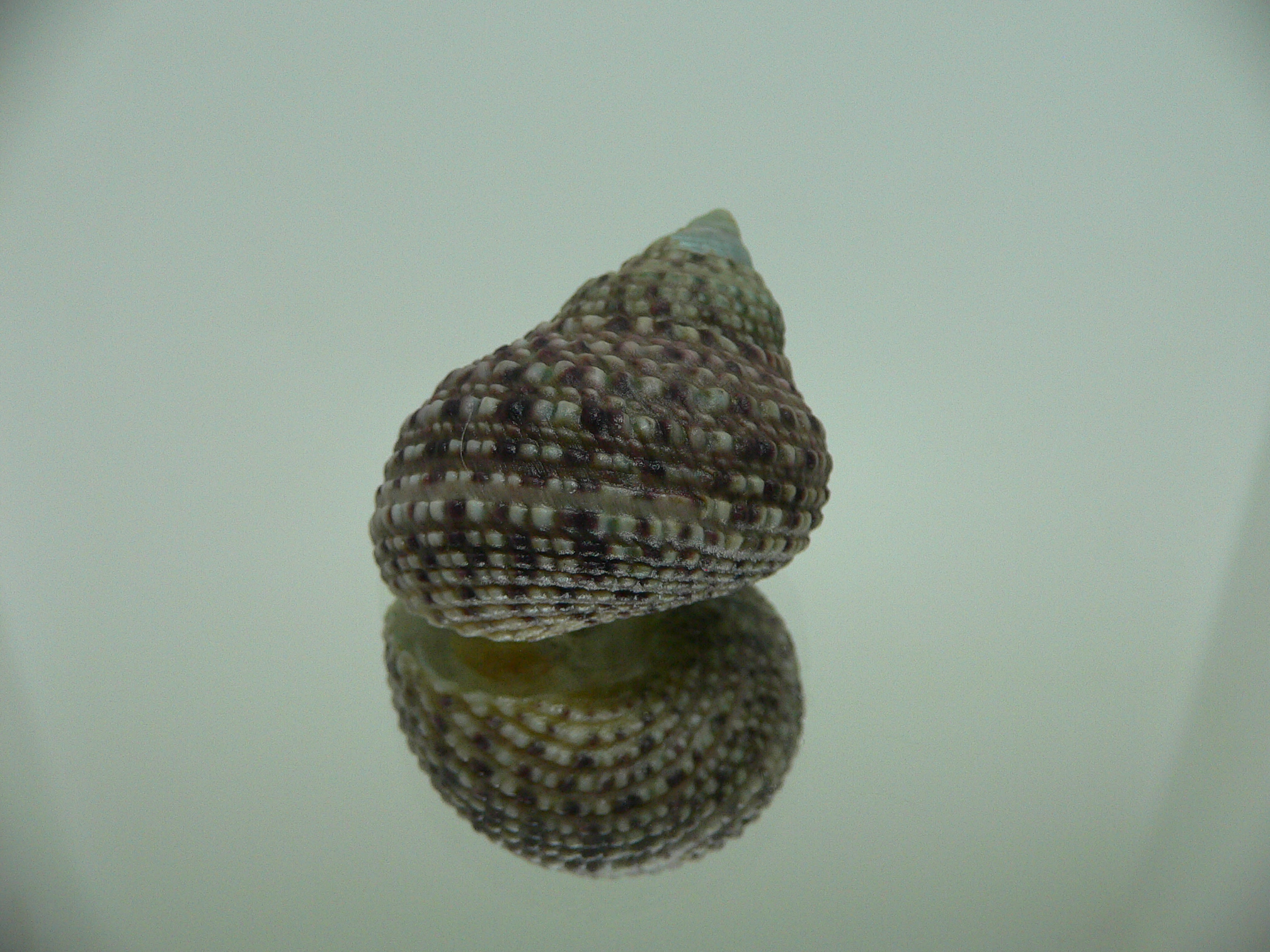 Monodonta labio labio MOTLEY & LILAC