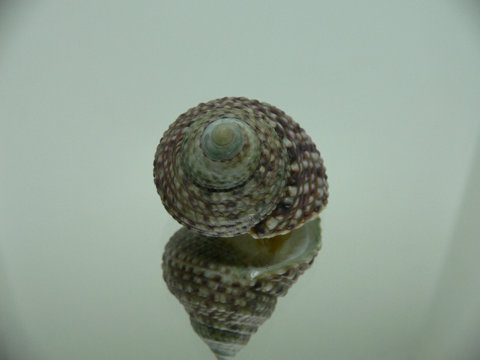 Monodonta labio labio MOTLEY & LILAC