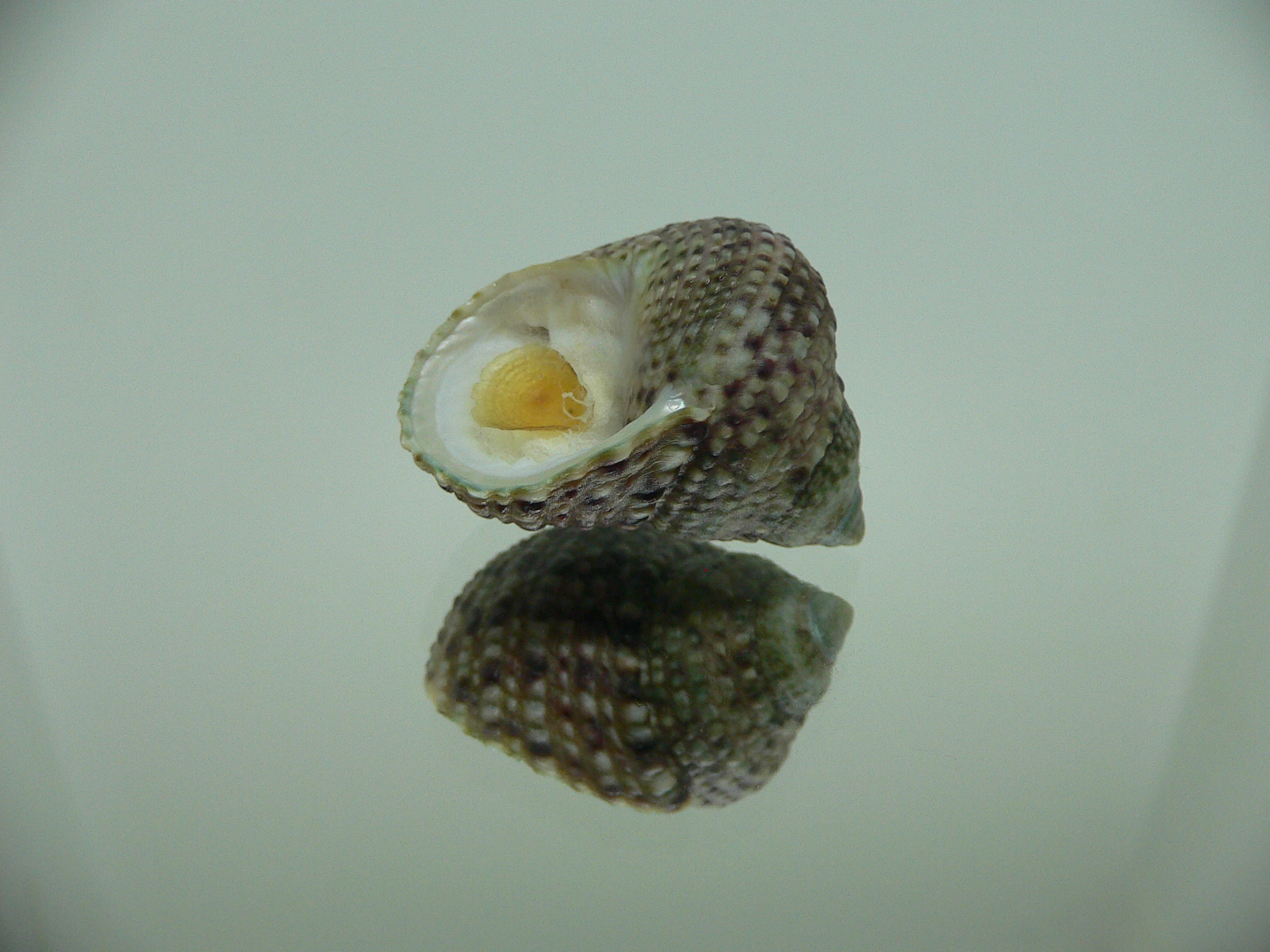 Monodonta labio labio MOTLEY & LILAC