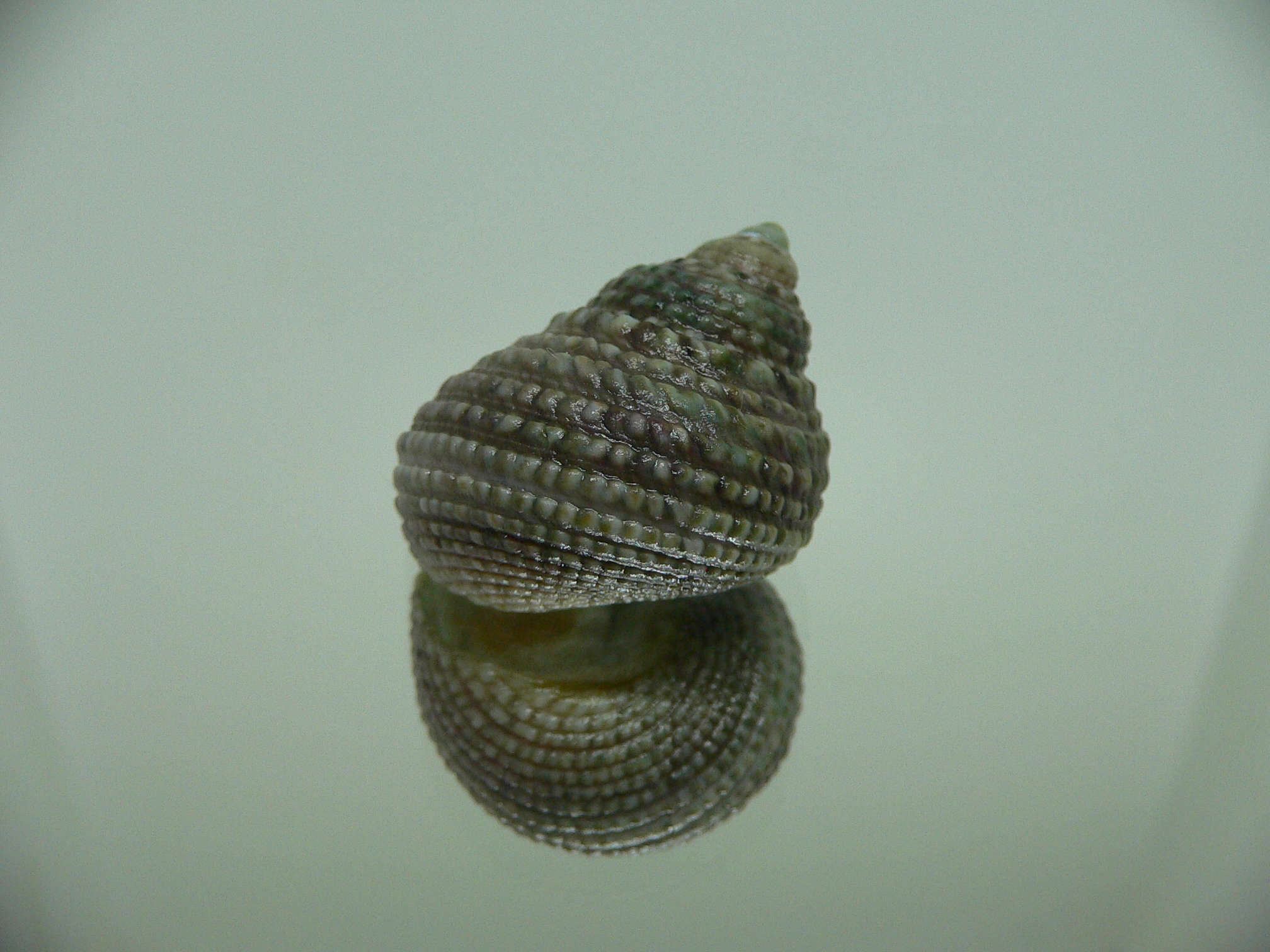 Monodonta labio labio IDEAL