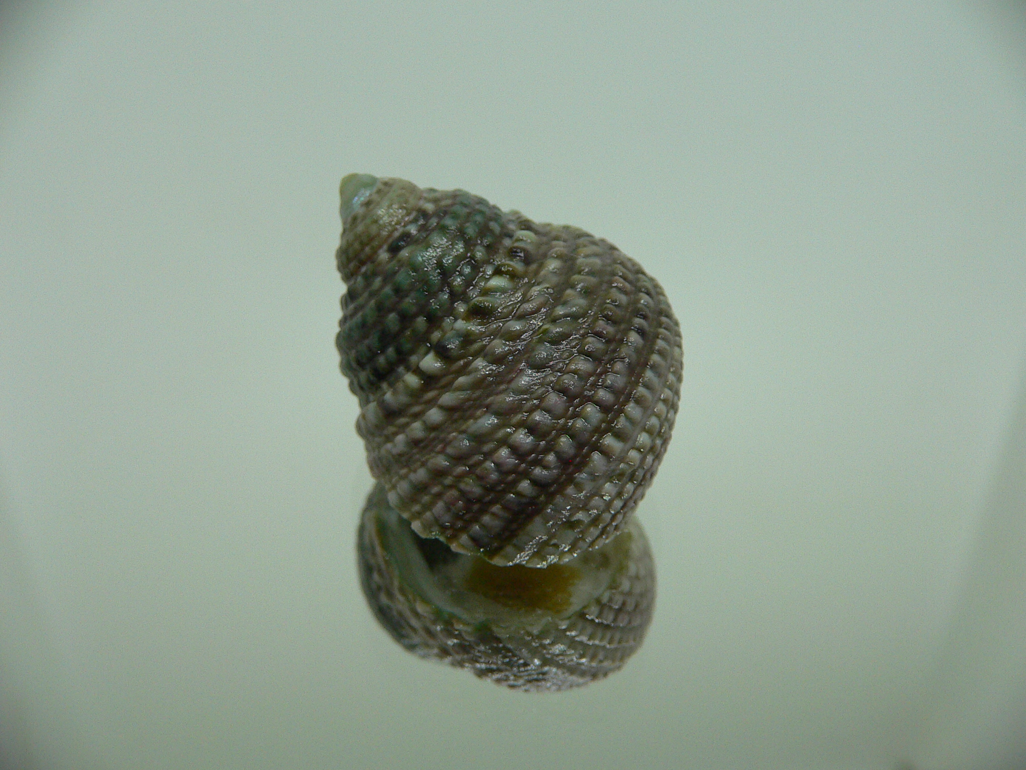 Monodonta labio labio IDEAL