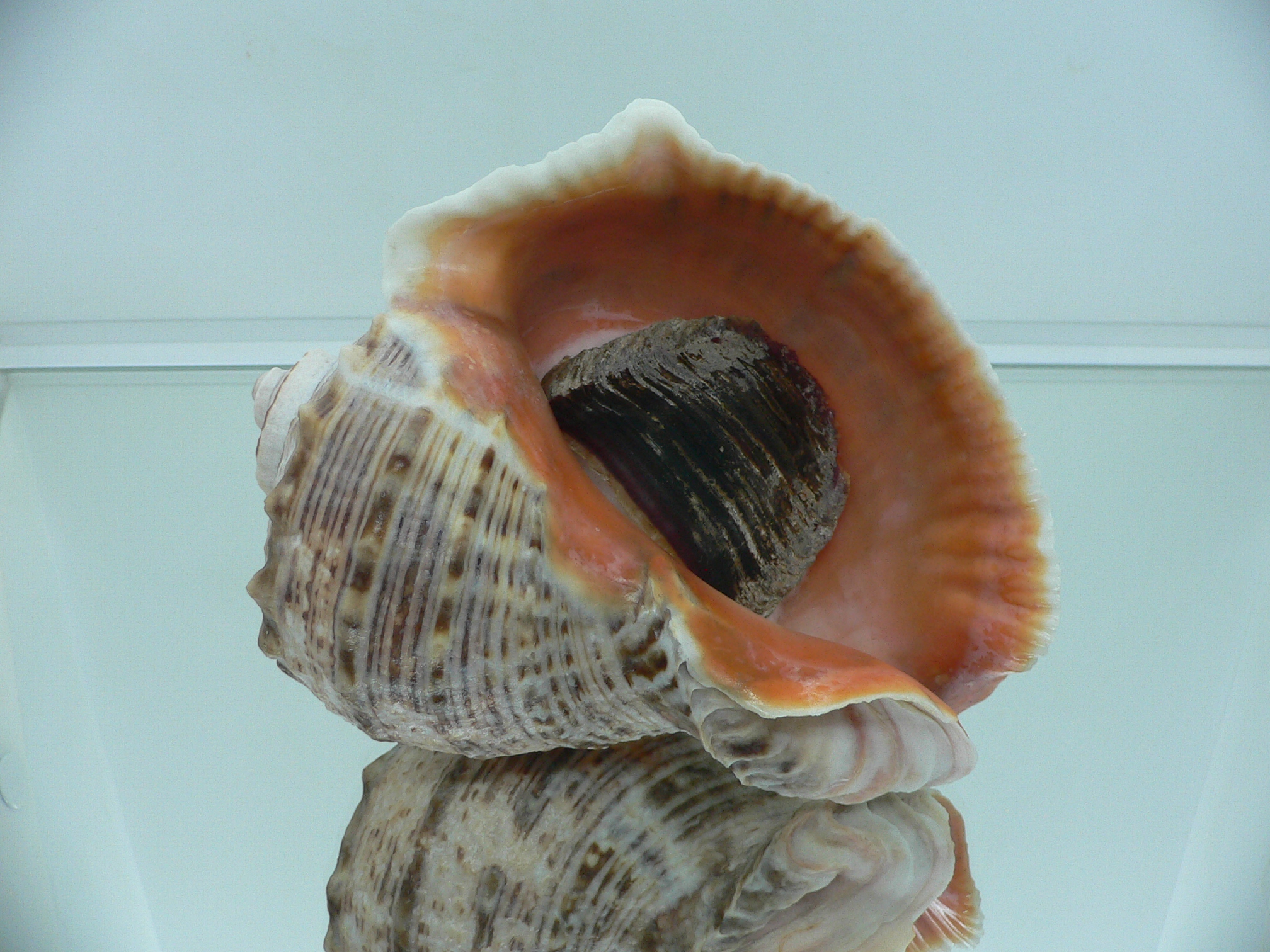 Rapana venosa BICOLOR