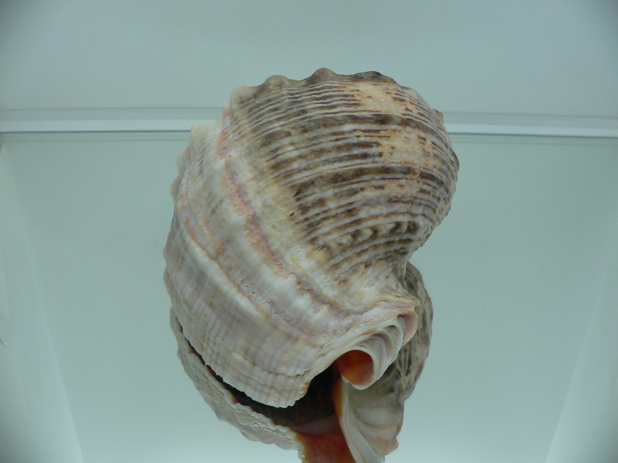 Rapana venosa BICOLOR