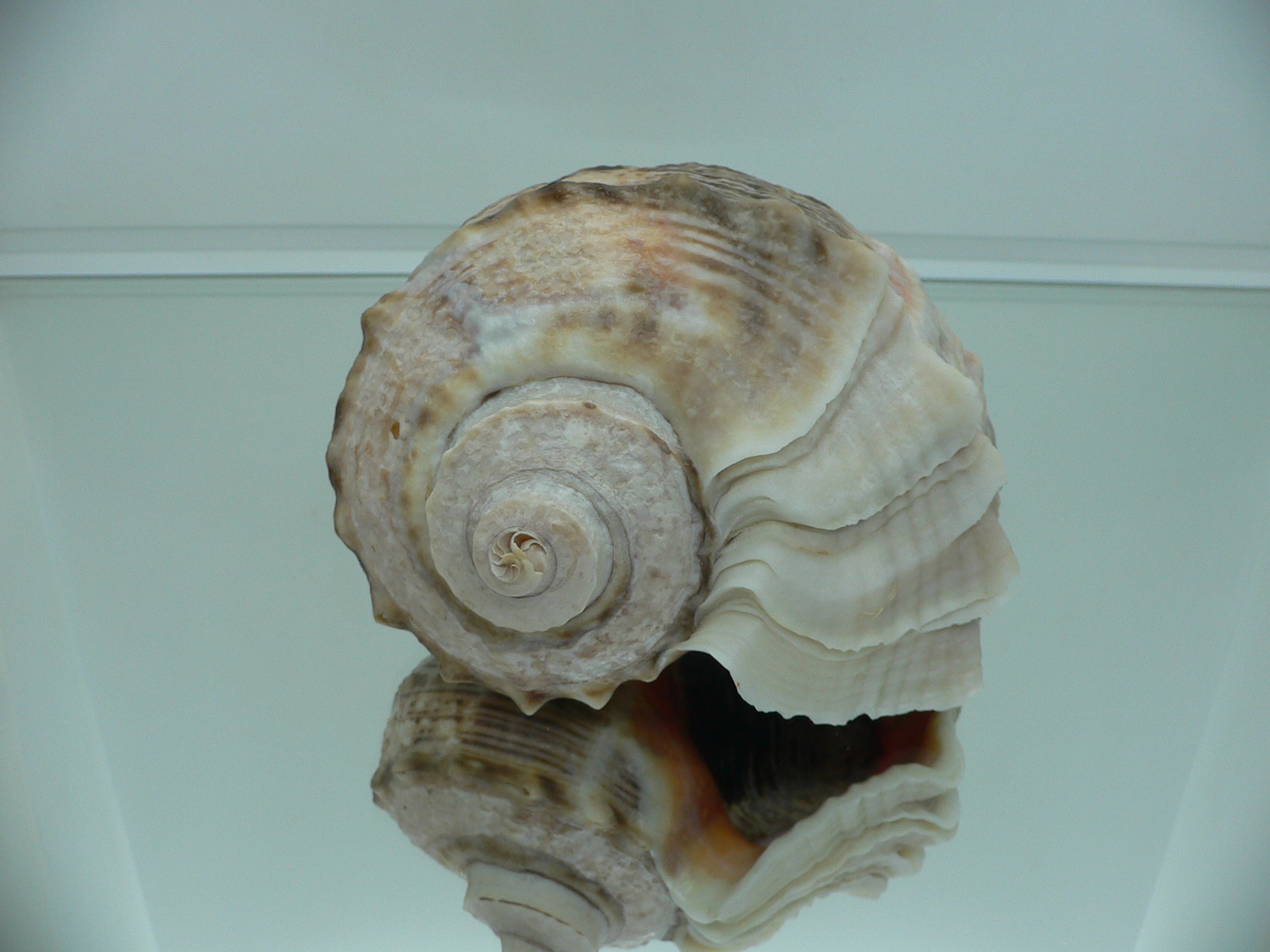 Rapana venosa BICOLOR