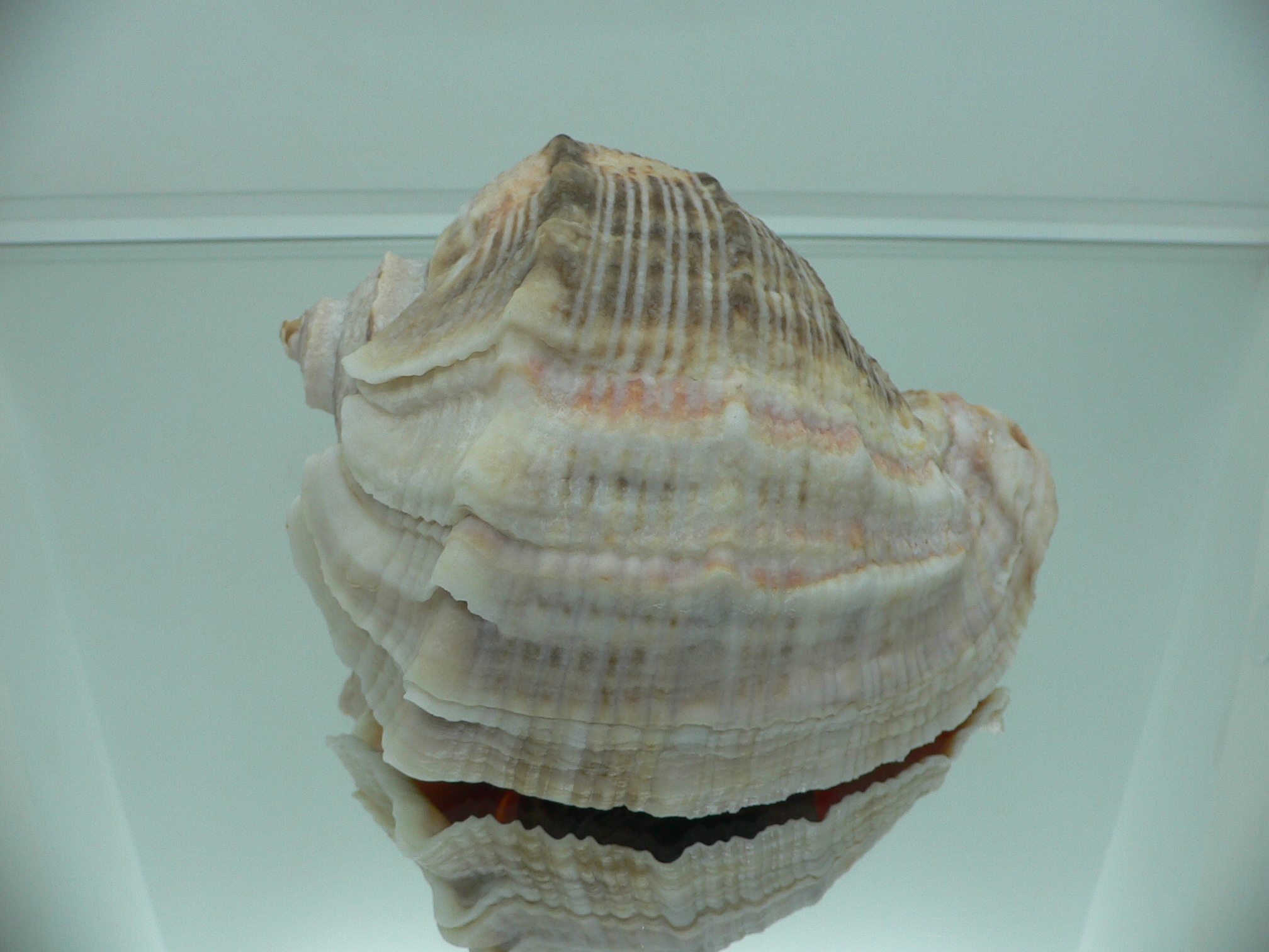 Rapana venosa BICOLOR