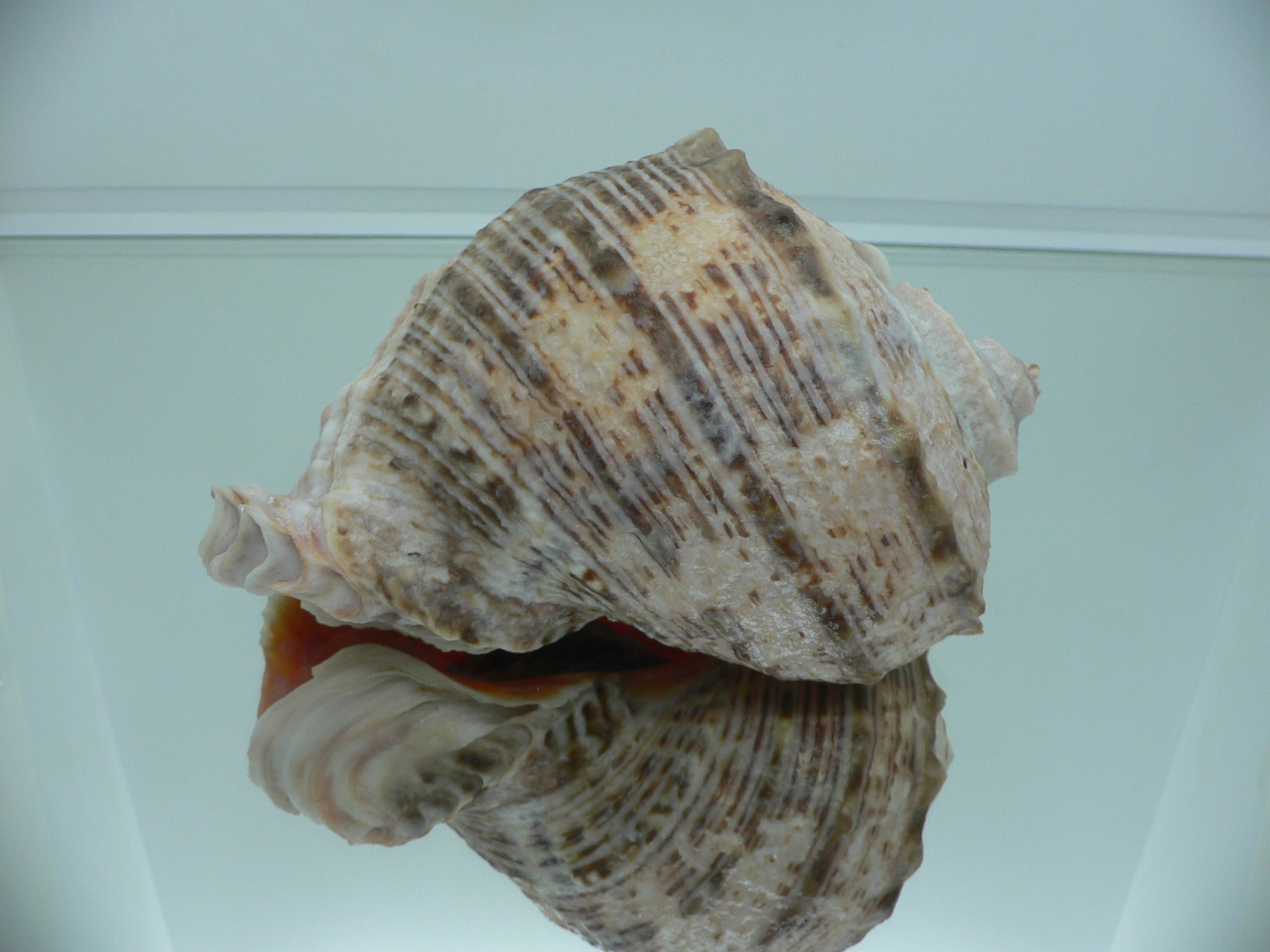Rapana venosa BICOLOR