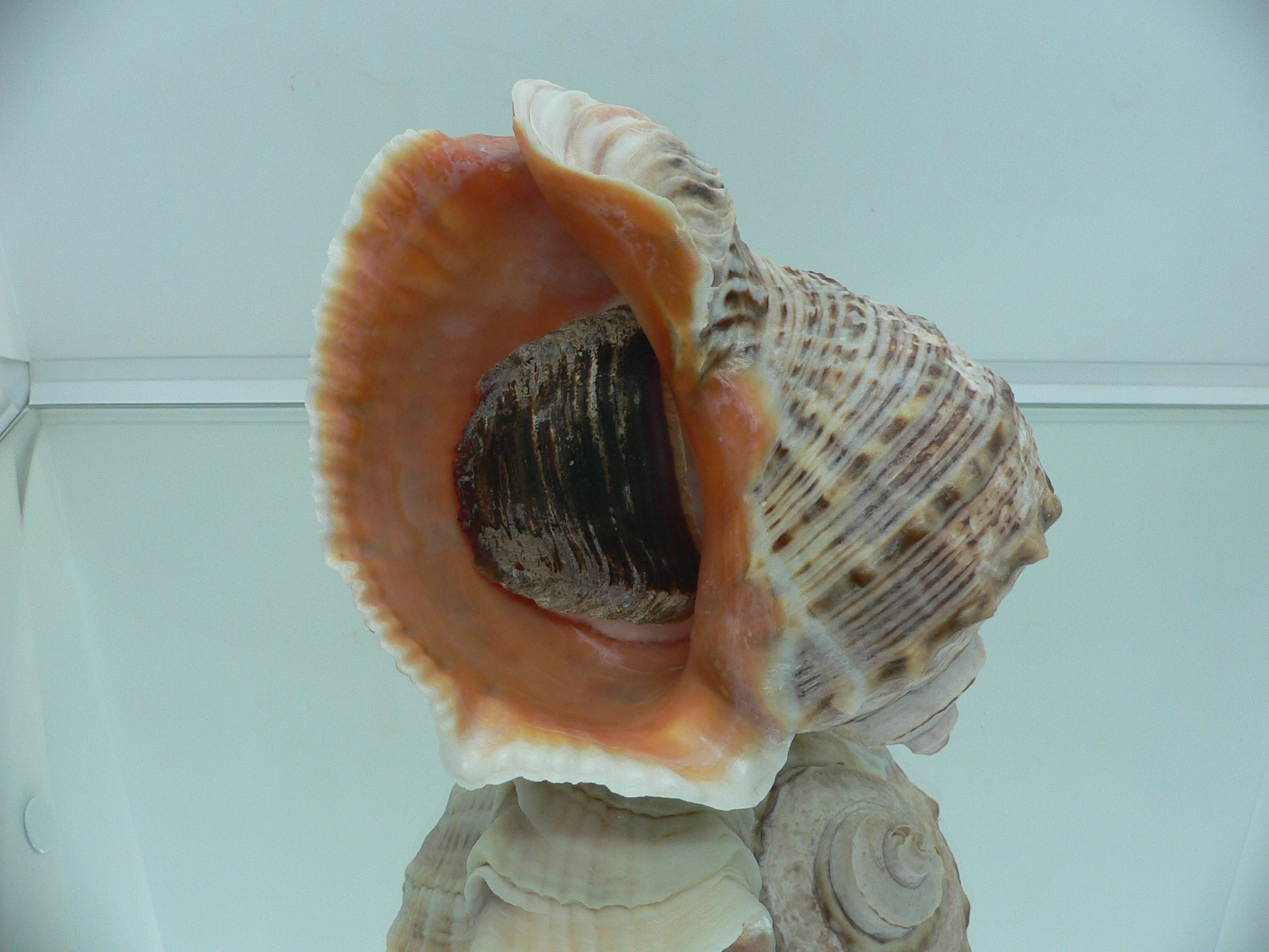 Rapana venosa BICOLOR