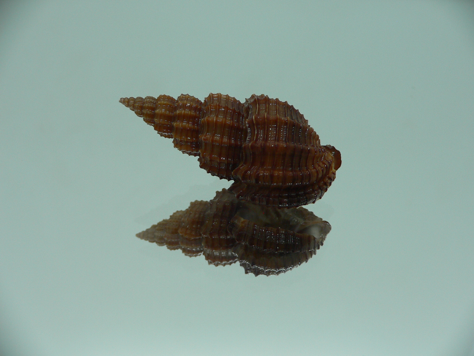 Phos senticosus SUPER DARK