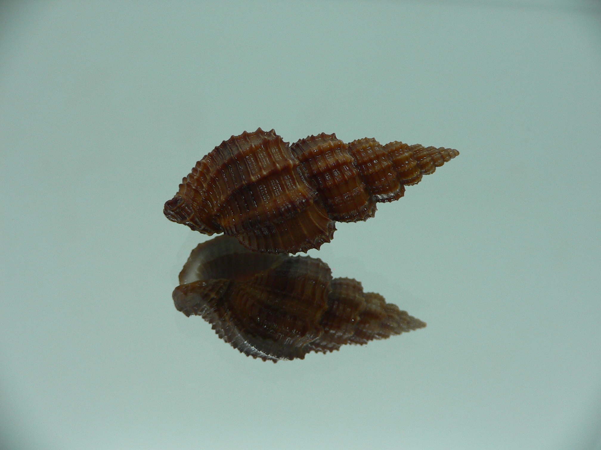 Phos senticosus SUPER DARK