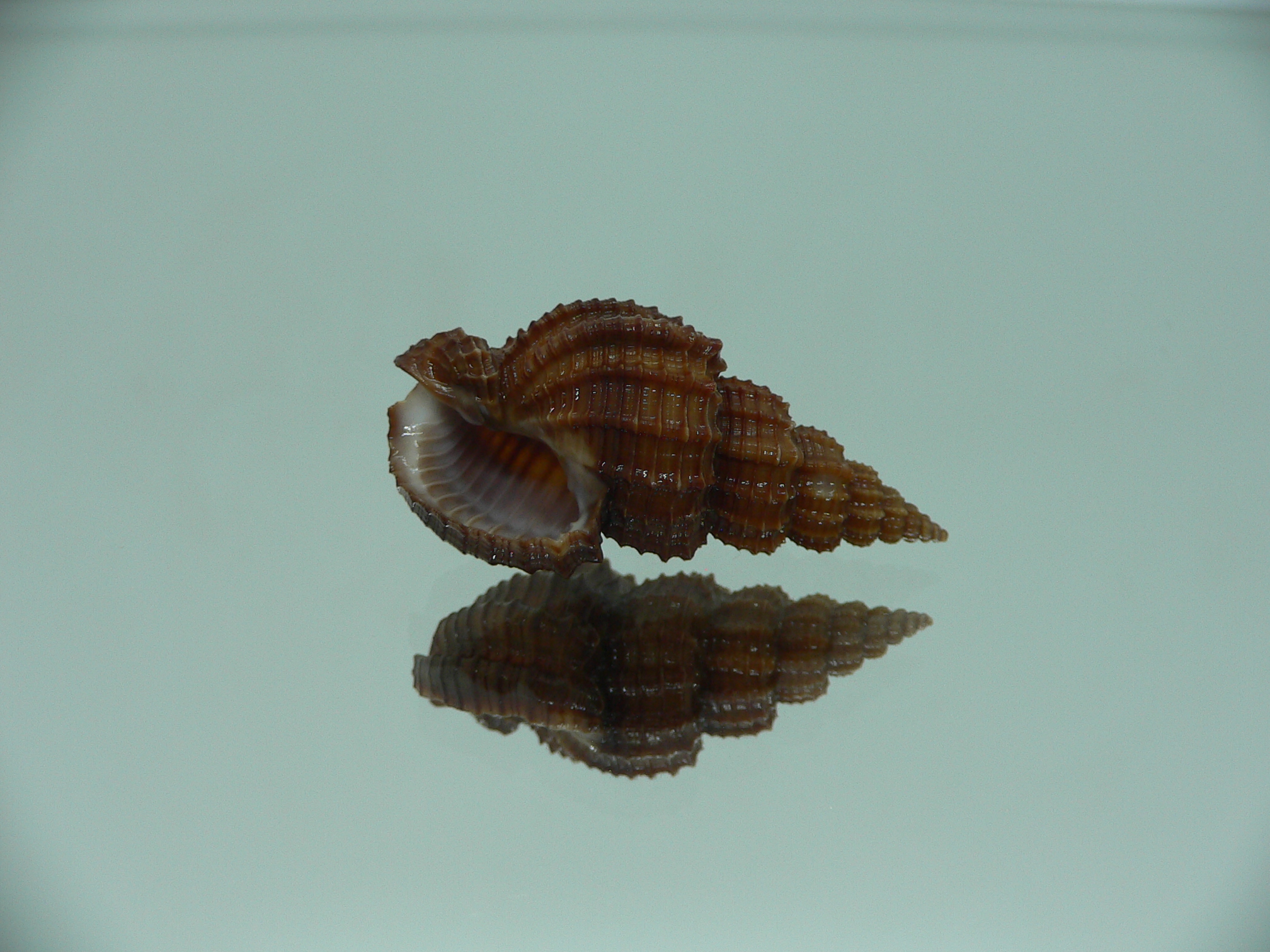 Phos senticosus SUPER DARK