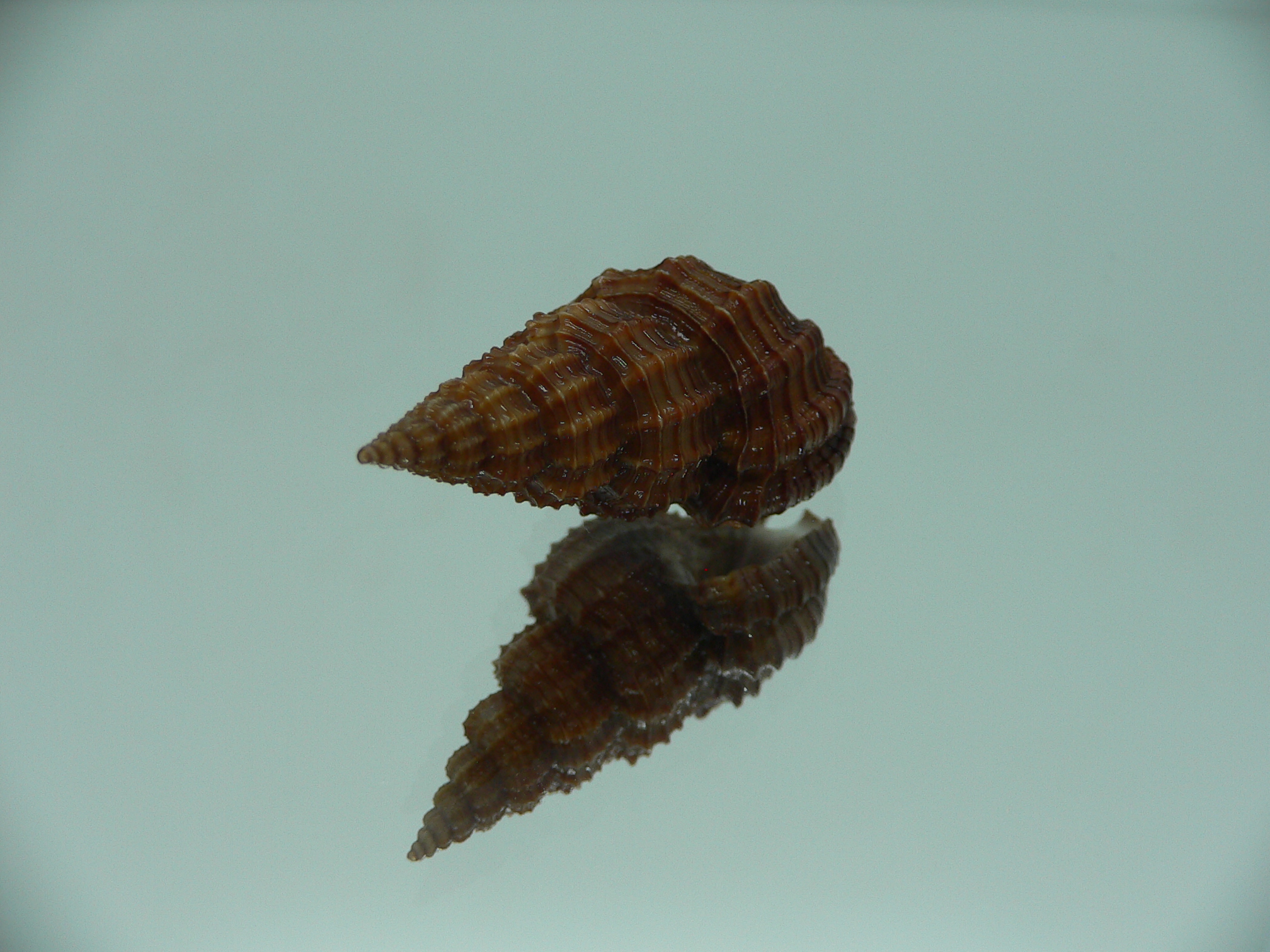 Phos senticosus SUPER DARK