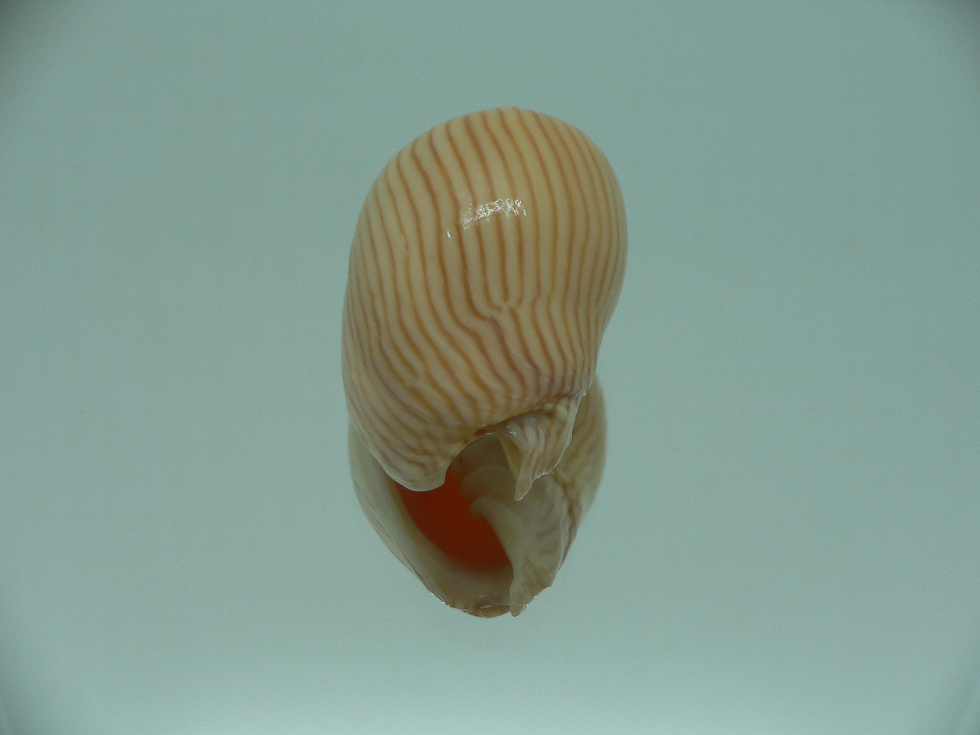 Amoria zebra GOOD SIZE