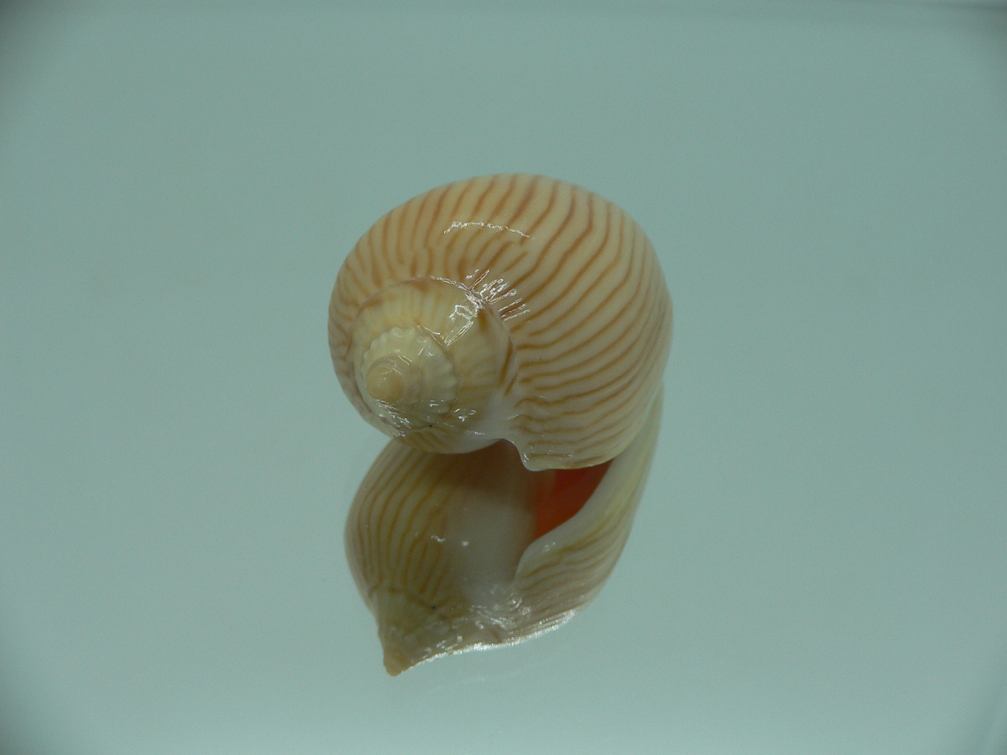 Amoria zebra GOOD SIZE