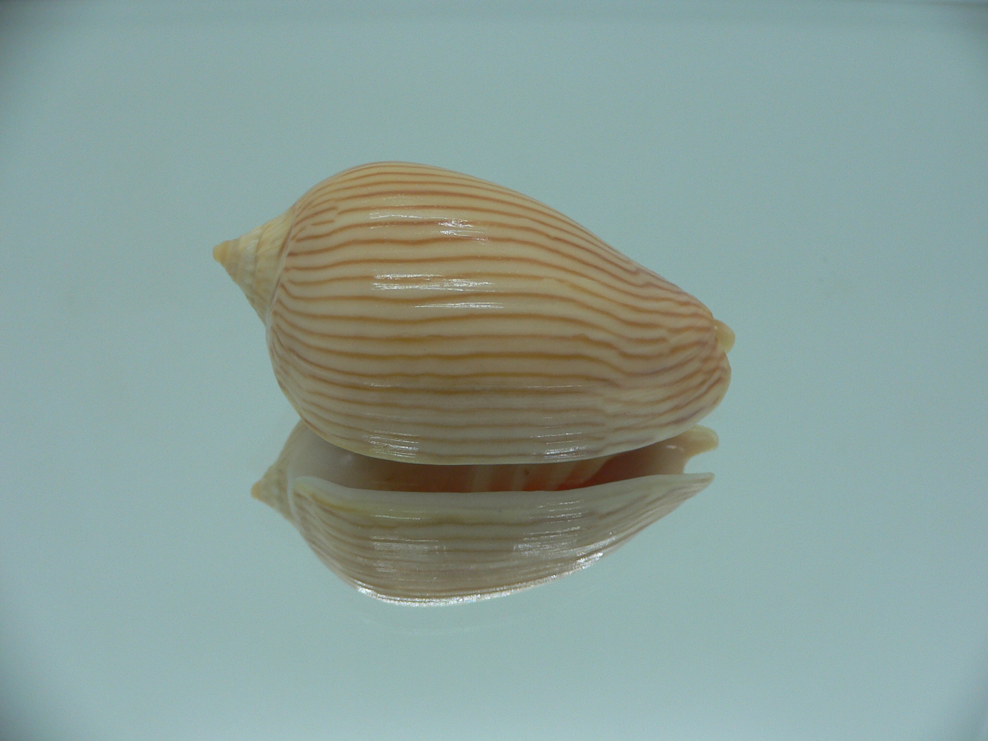 Amoria zebra GOOD SIZE