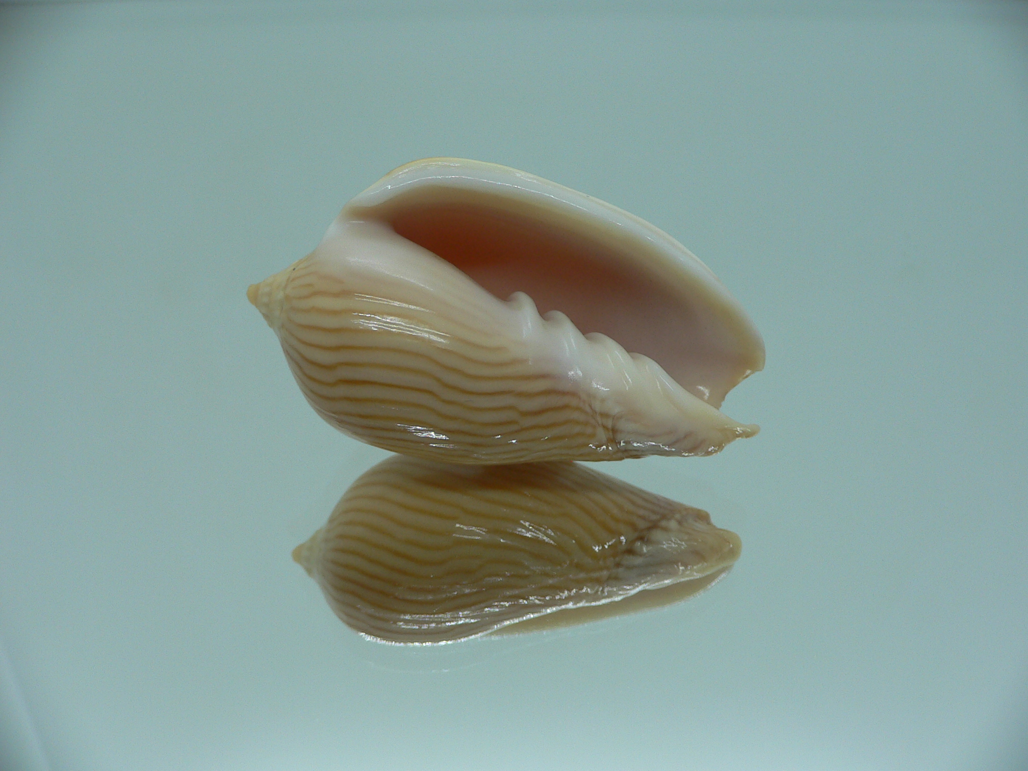 Amoria zebra GOOD SIZE