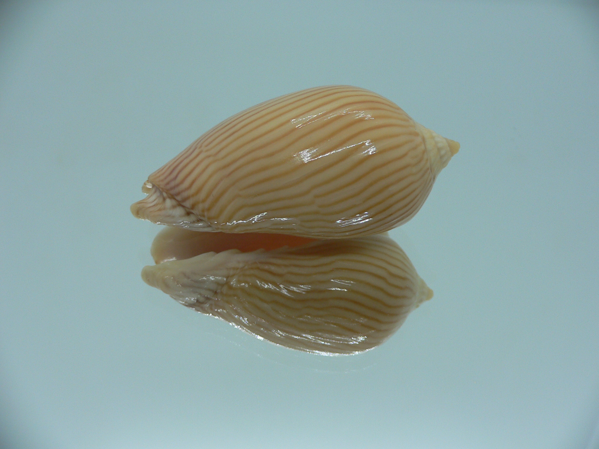 Amoria zebra GOOD SIZE