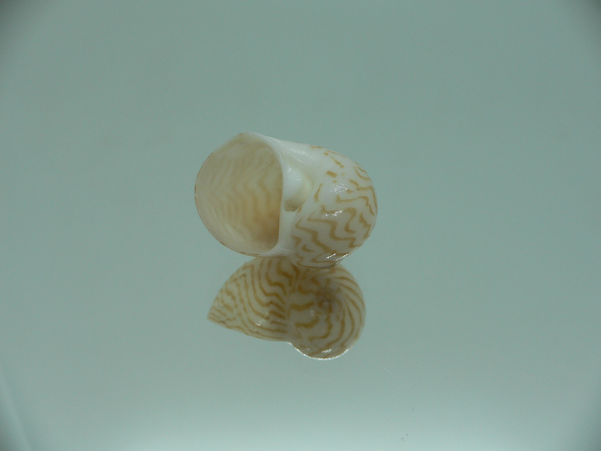 Tanea undulata RARE