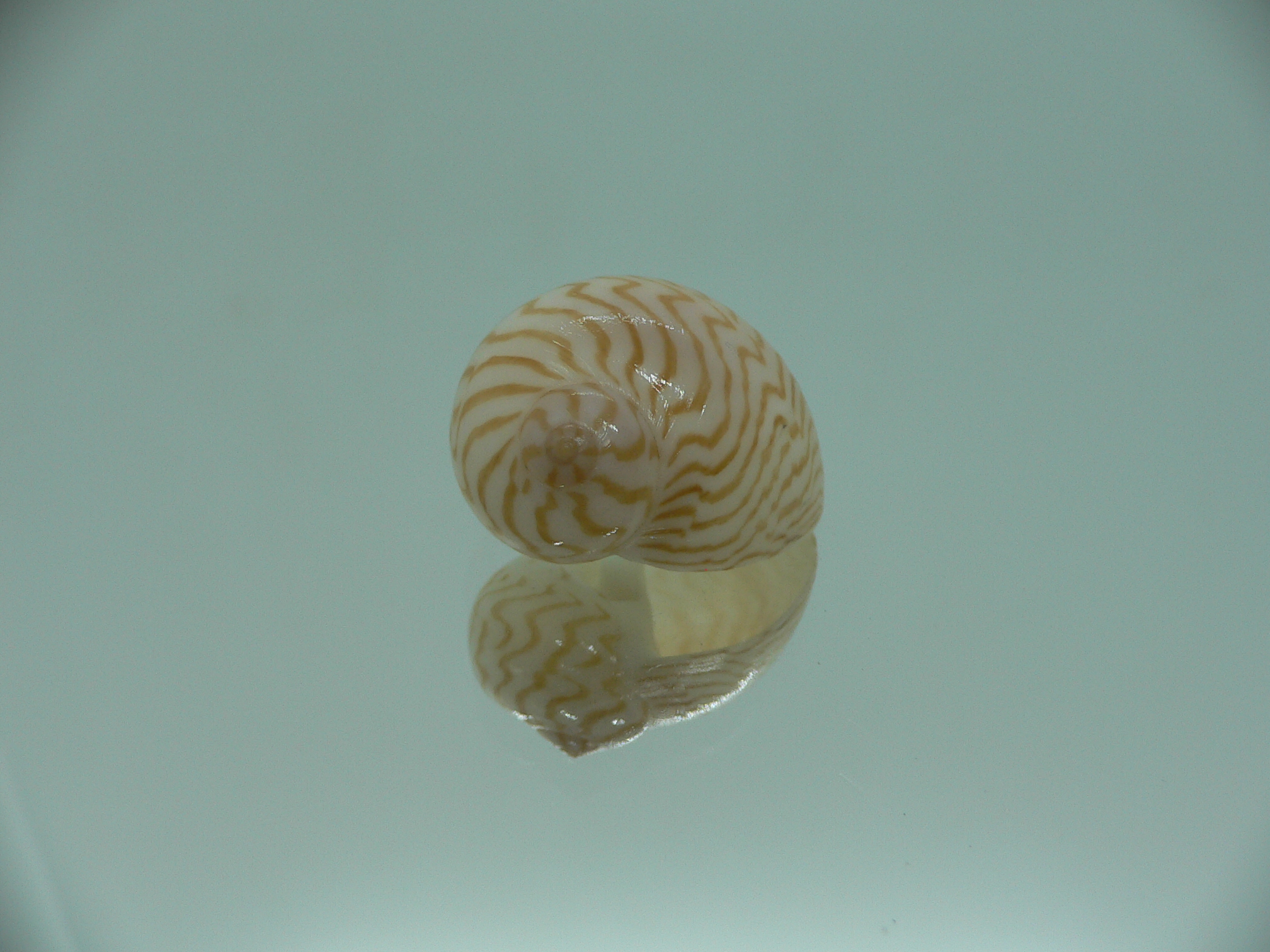 Tanea undulata RARE