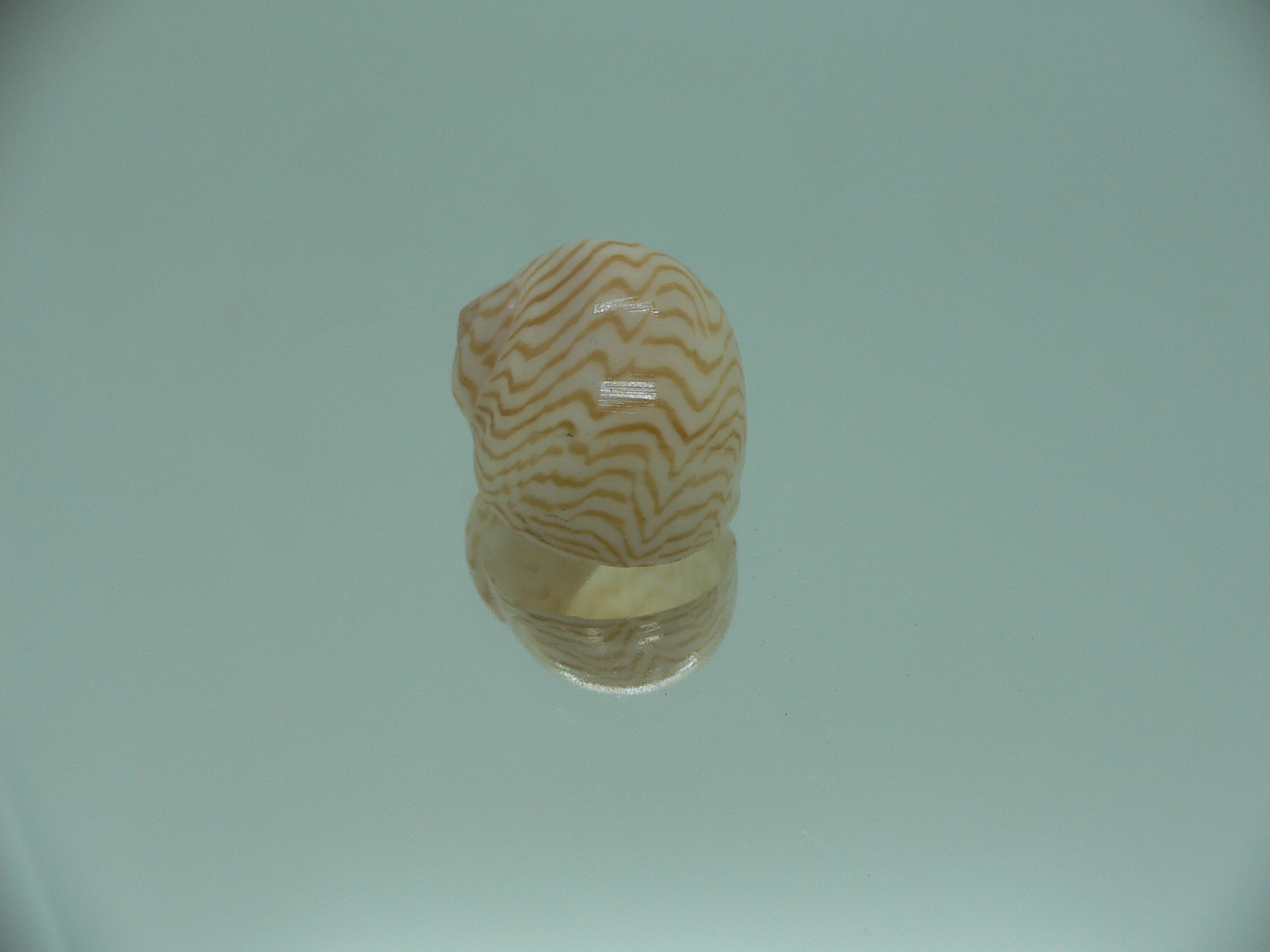 Tanea undulata RARE