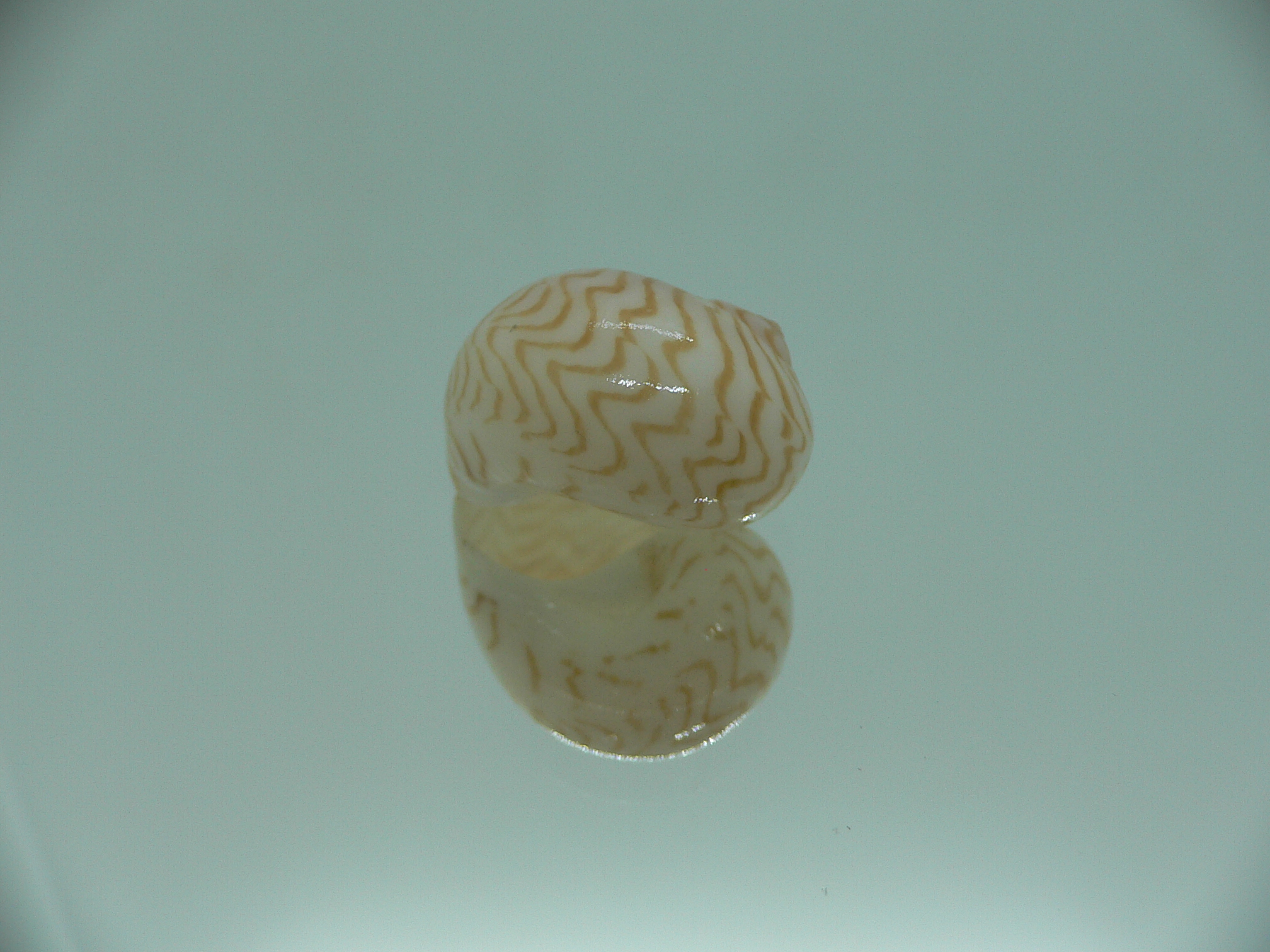 Tanea undulata RARE