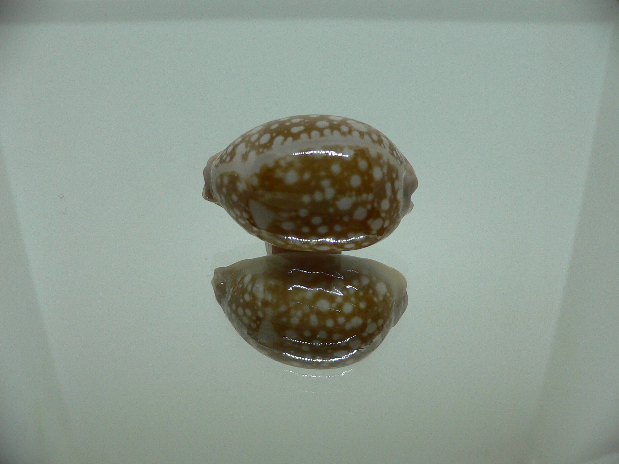 Cypraea nivosa DWARF 1