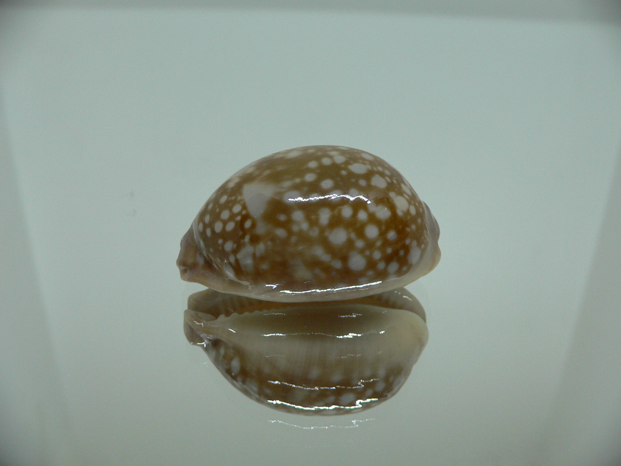 Cypraea nivosa DWARF 1