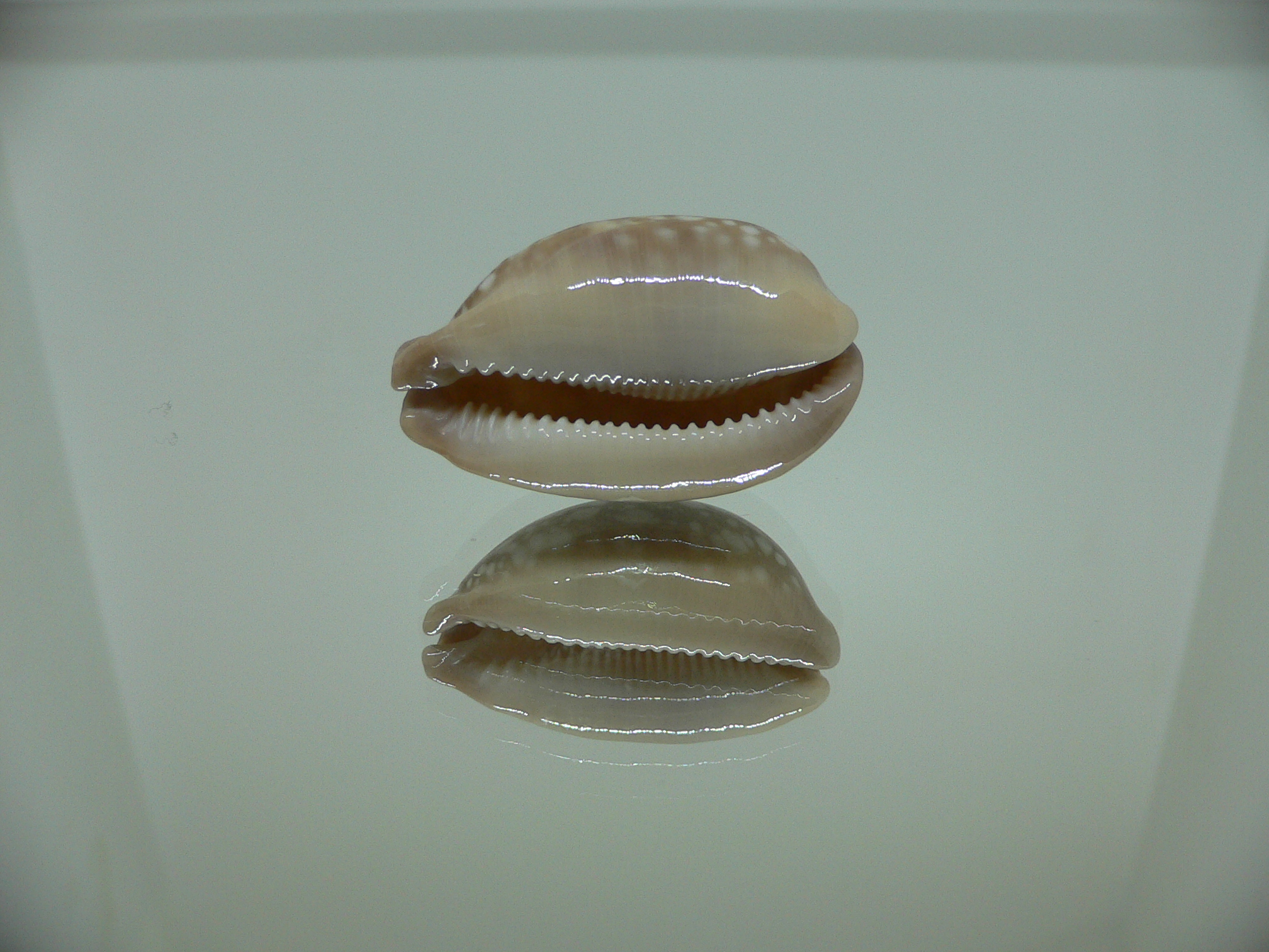 Cypraea nivosa DWARF 1