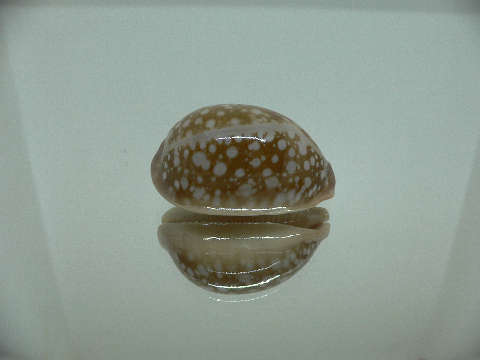 Cypraea nivosa DWARF 1